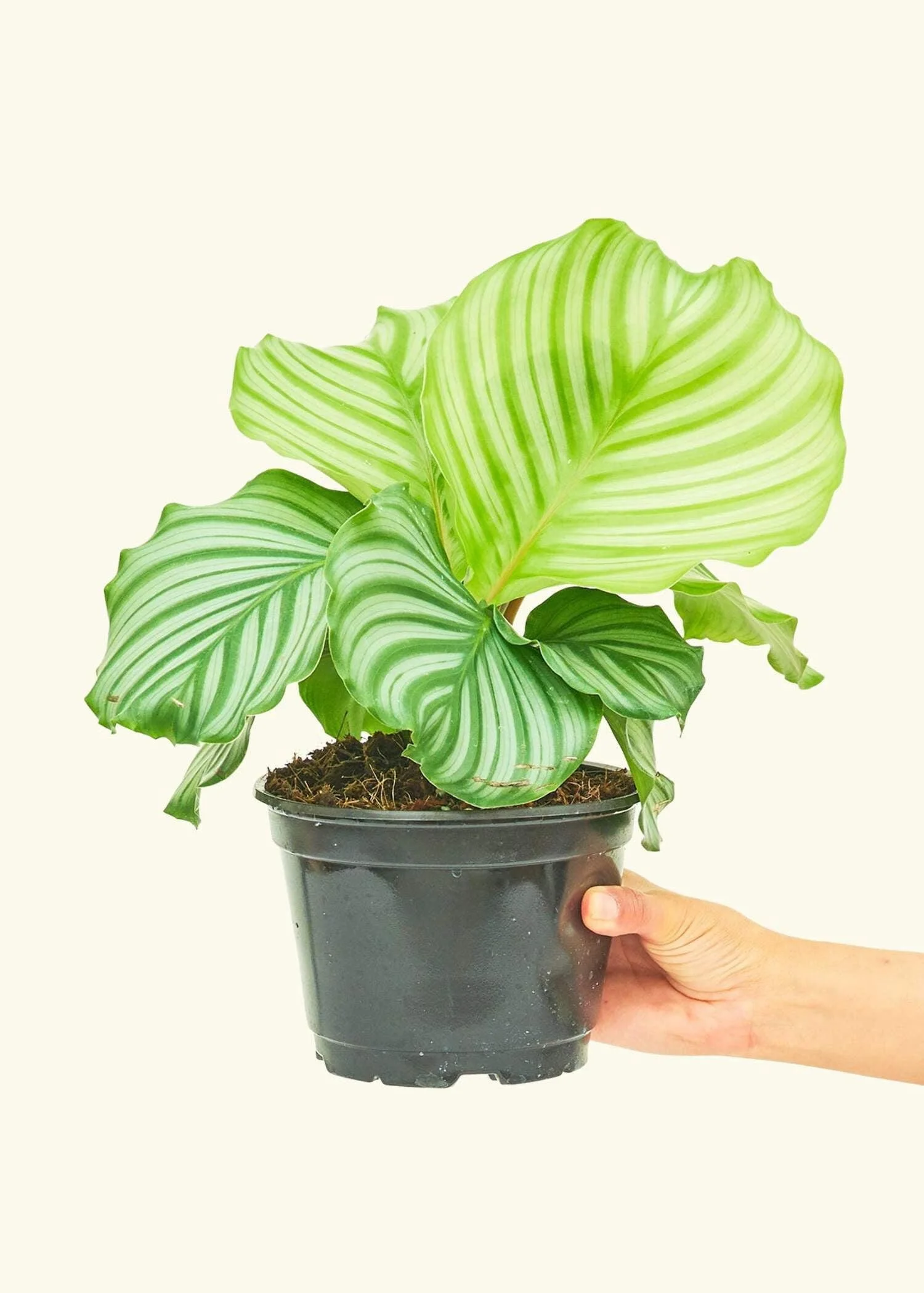 Calathea Orbifolia