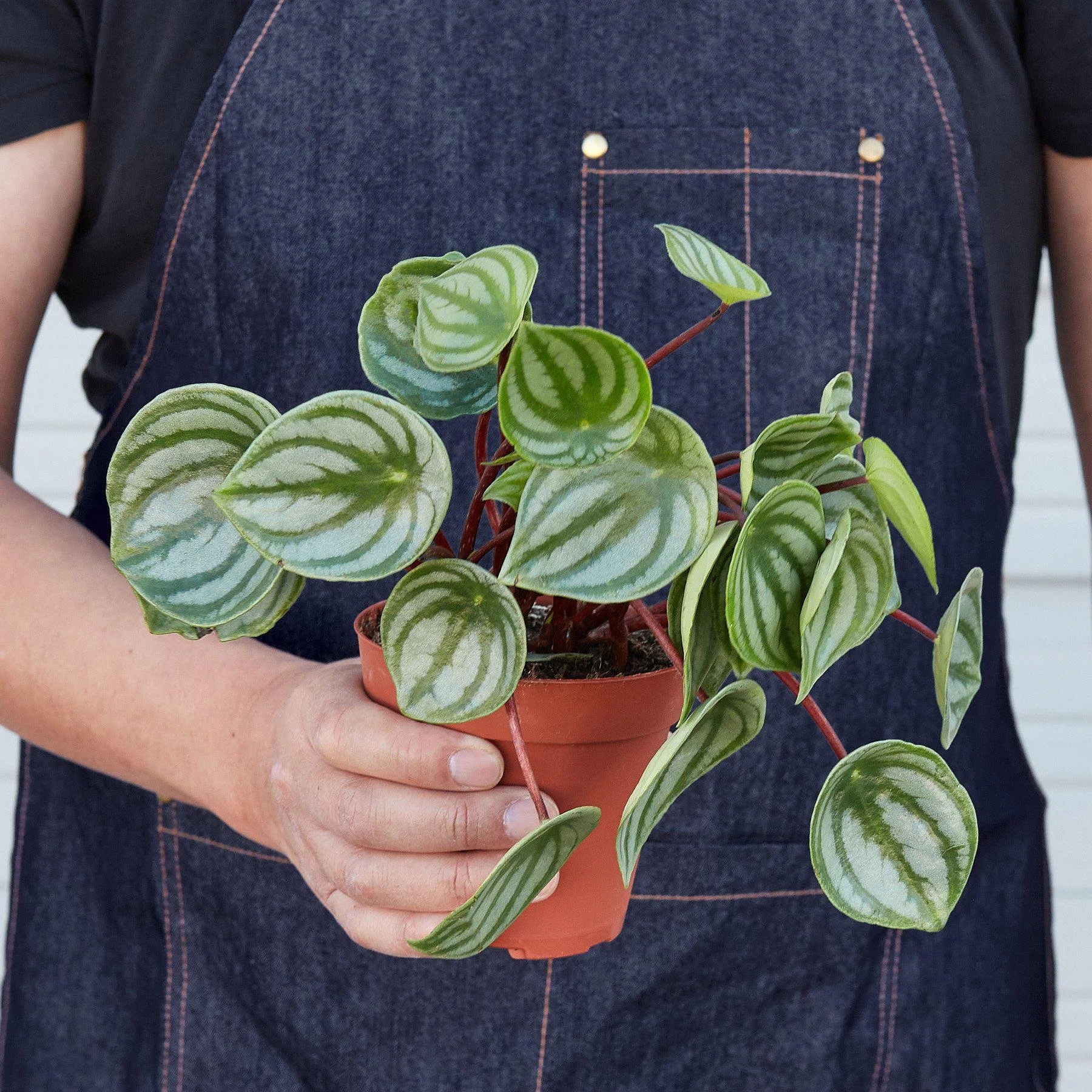 Watermelon Peperomia