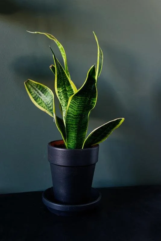 Snake plant in a black pot on a dark surface with a plain gray wall background.