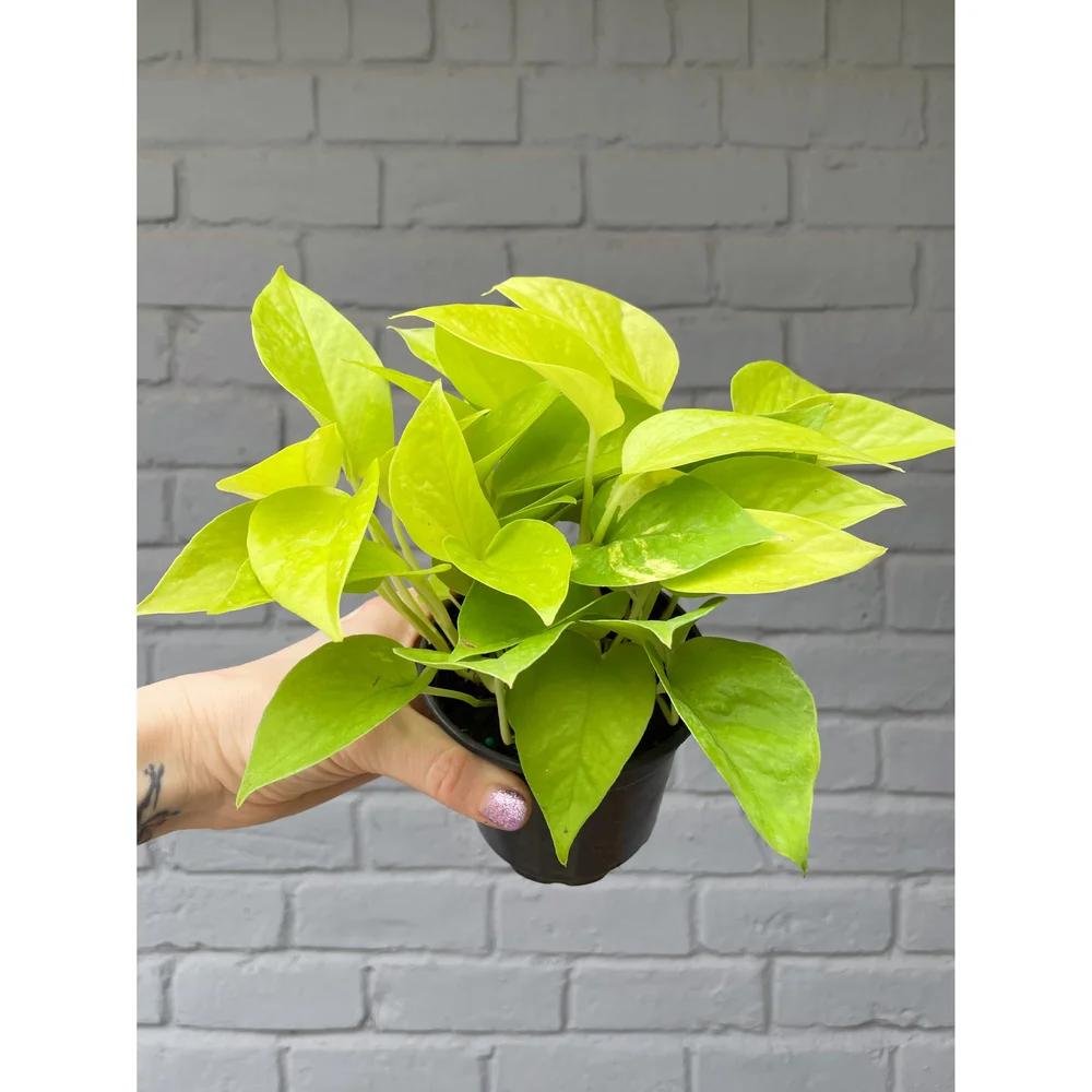 Neon Pothos
