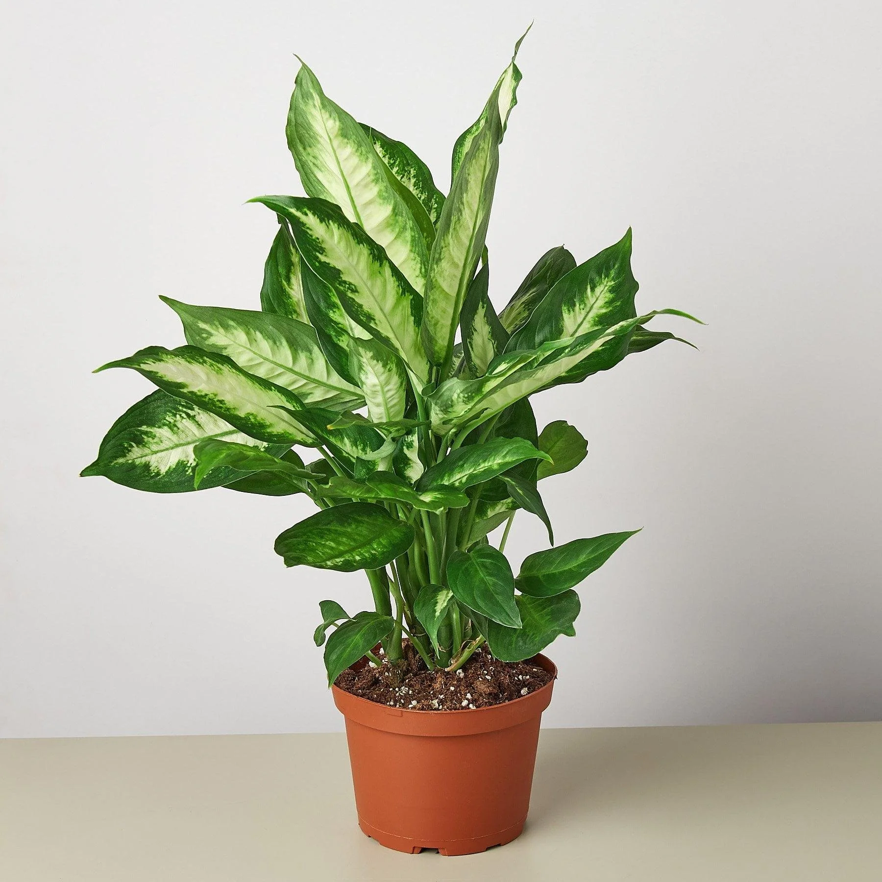 Dieffenbachia ‘Camille’
