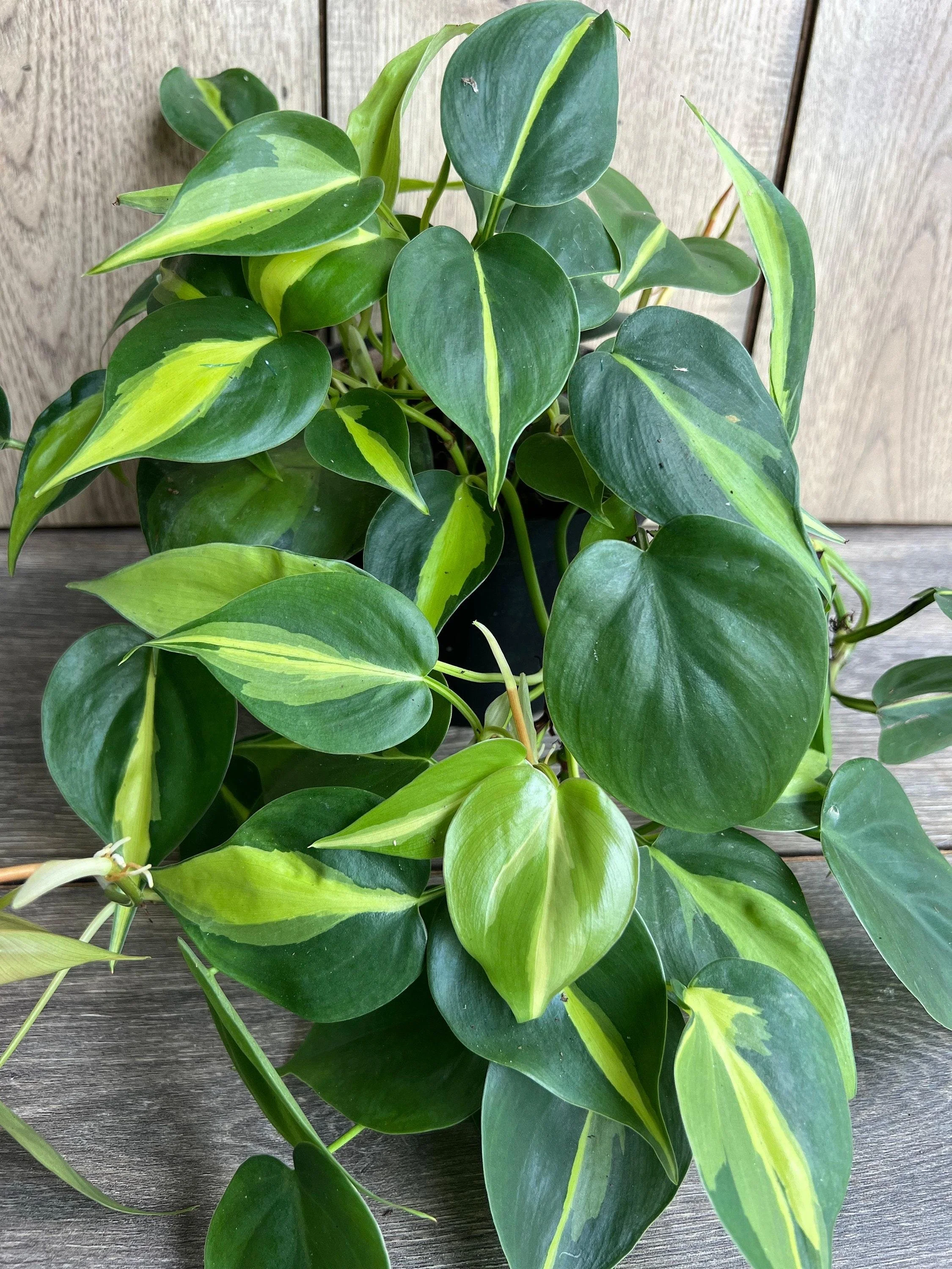 Philodendron Brasil
