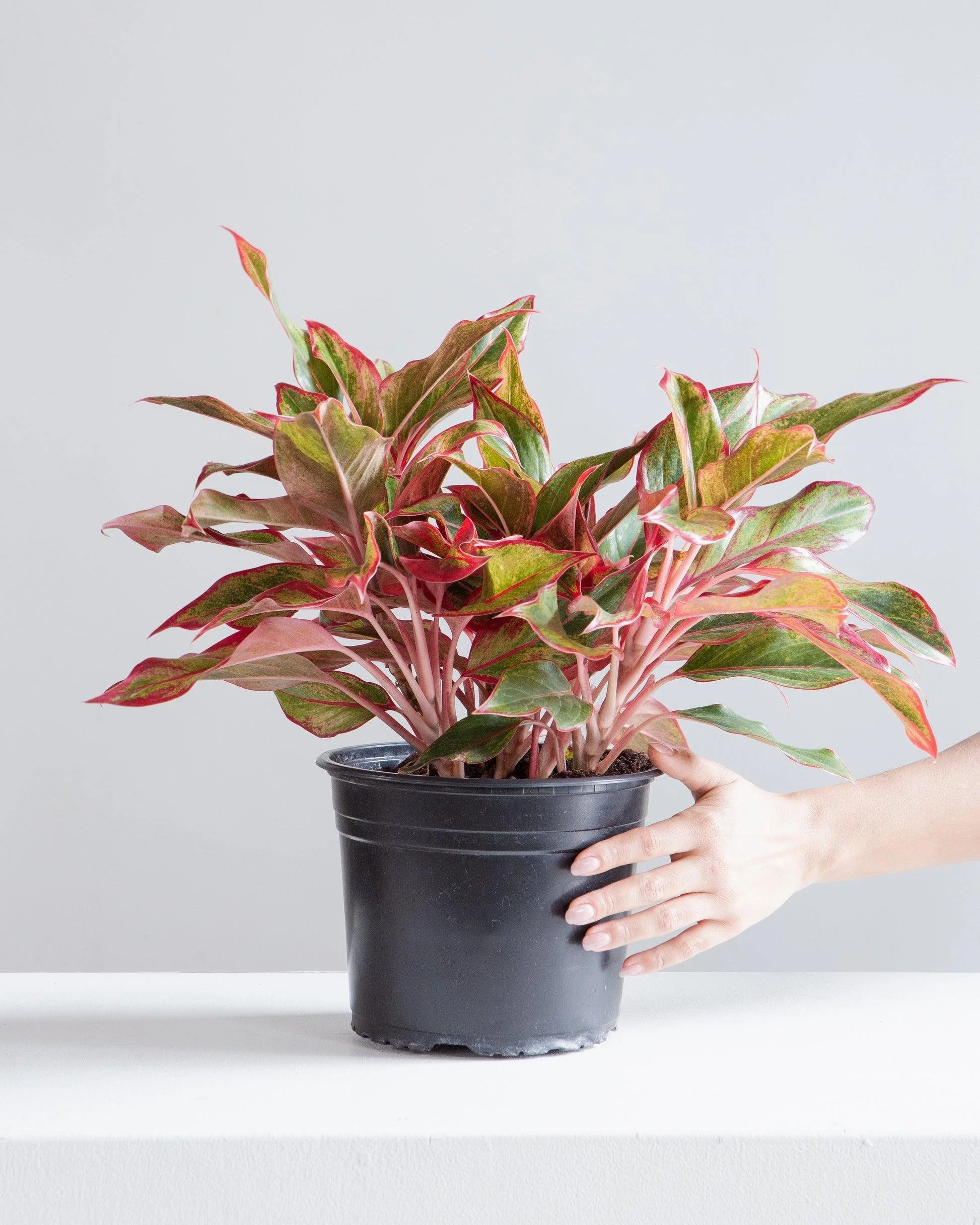Red Aglaonema ‘Siam Aurora’