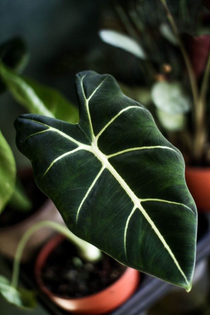 Close-up of a dark green leaf with prominent white veins, belonging to an Alocasia Polly plant.