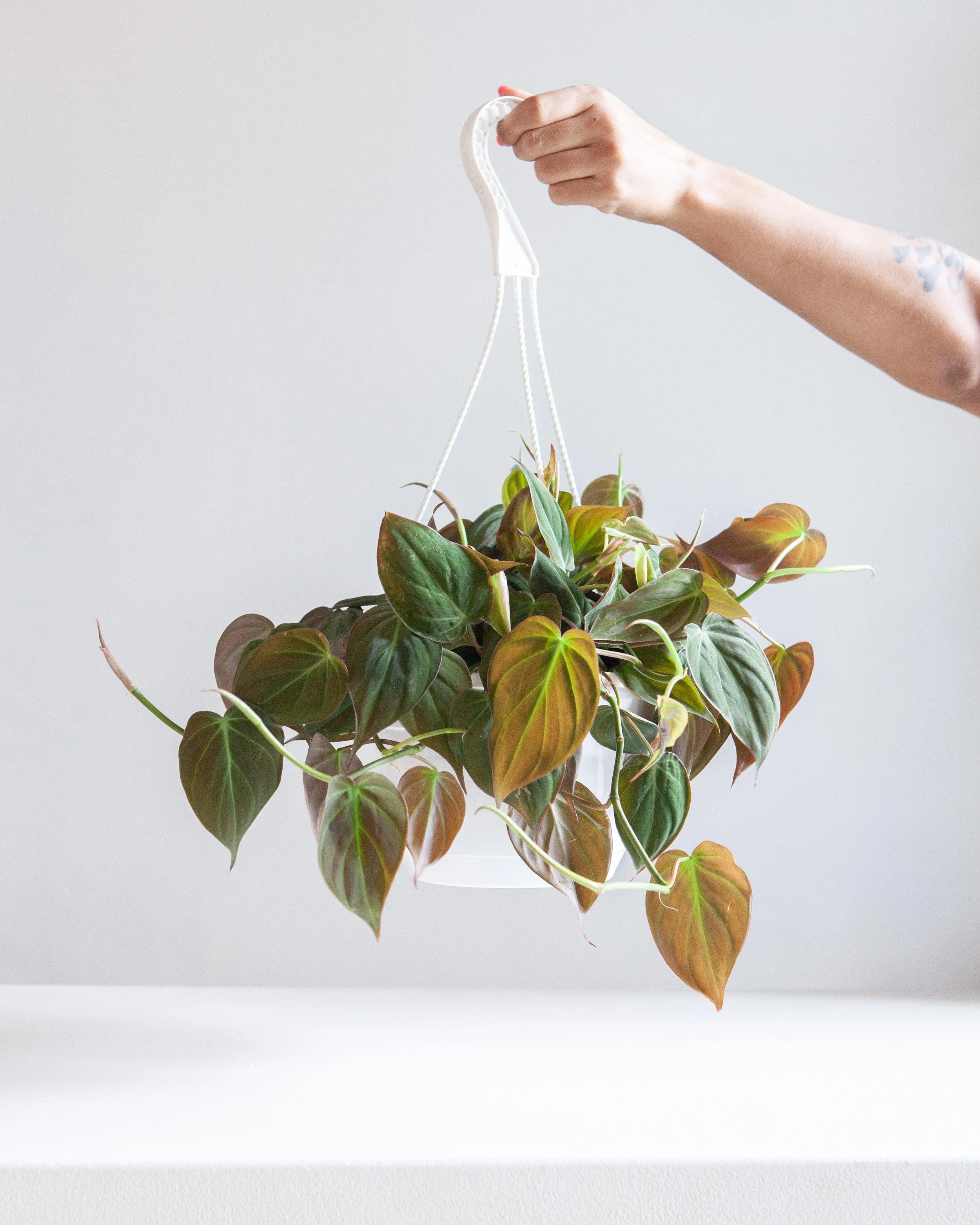 Philodendron Micans