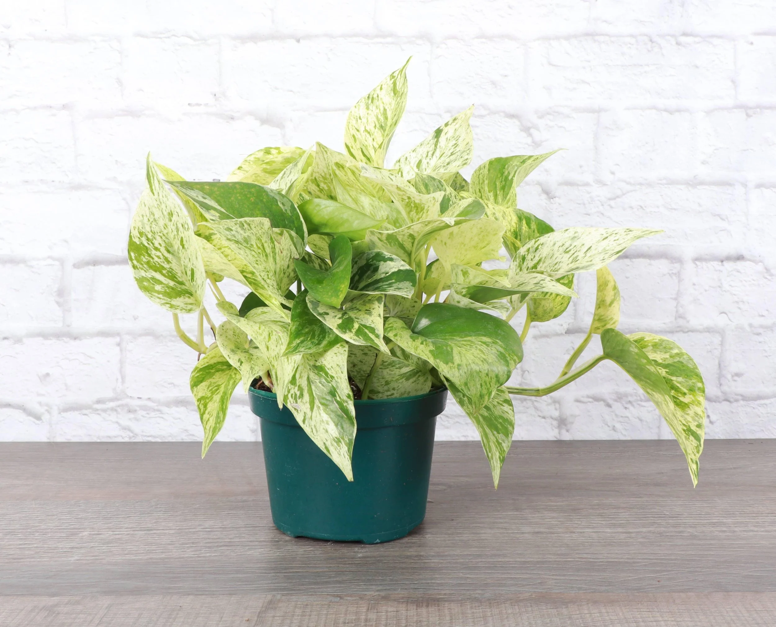 Marble Queen Pothos