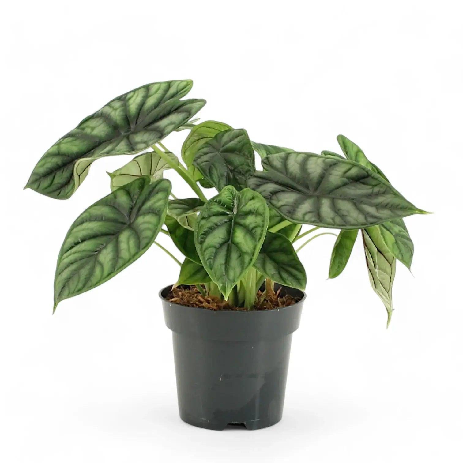 Dragon Scale Alocasia