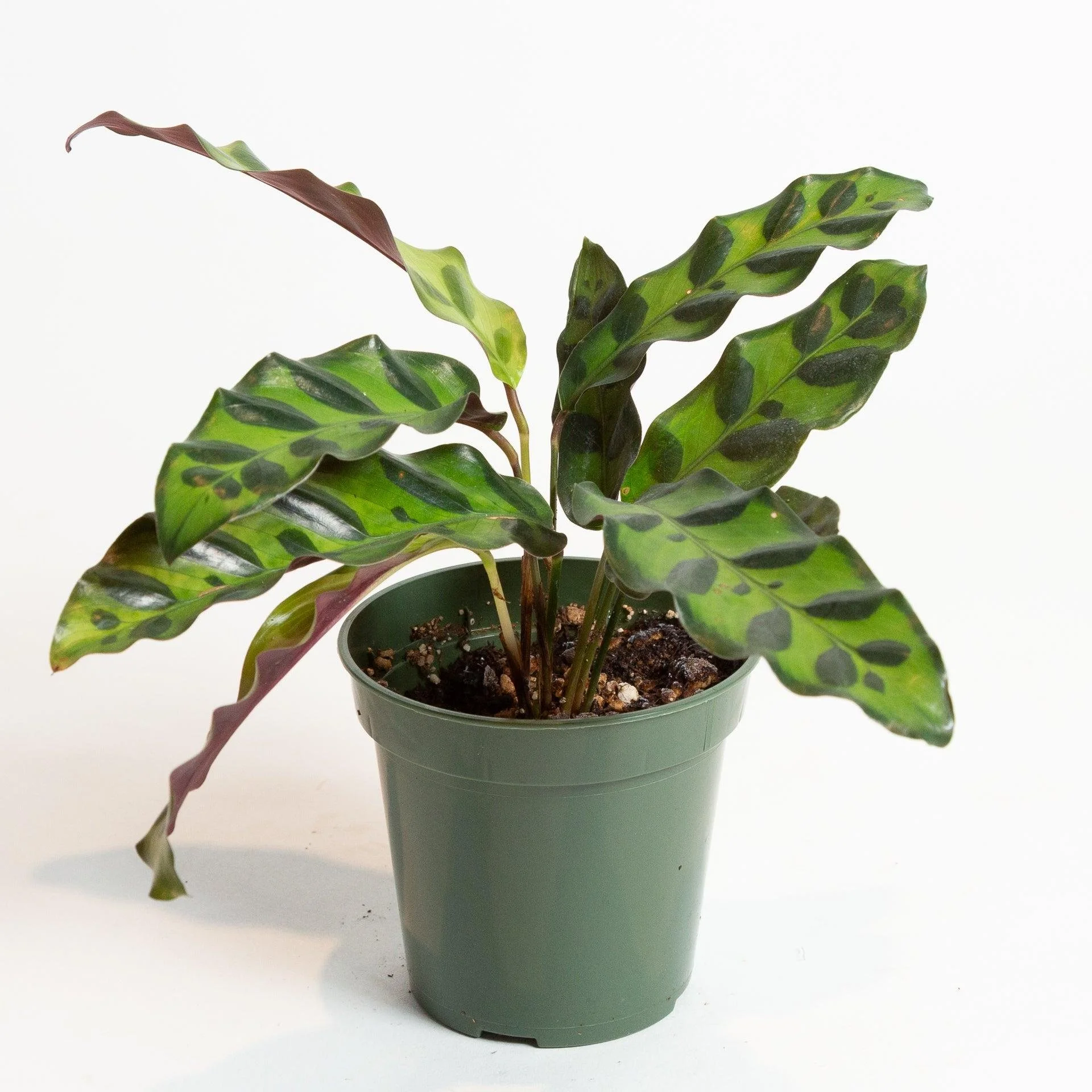 Rattlesnake Calathea