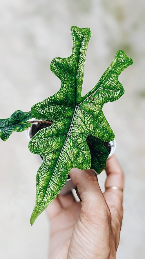 Alocasia_Jacklyn_Plant.jpg