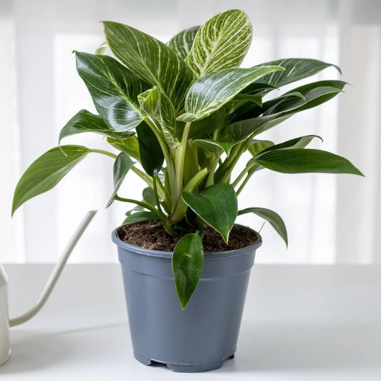 Philodendron Birkin