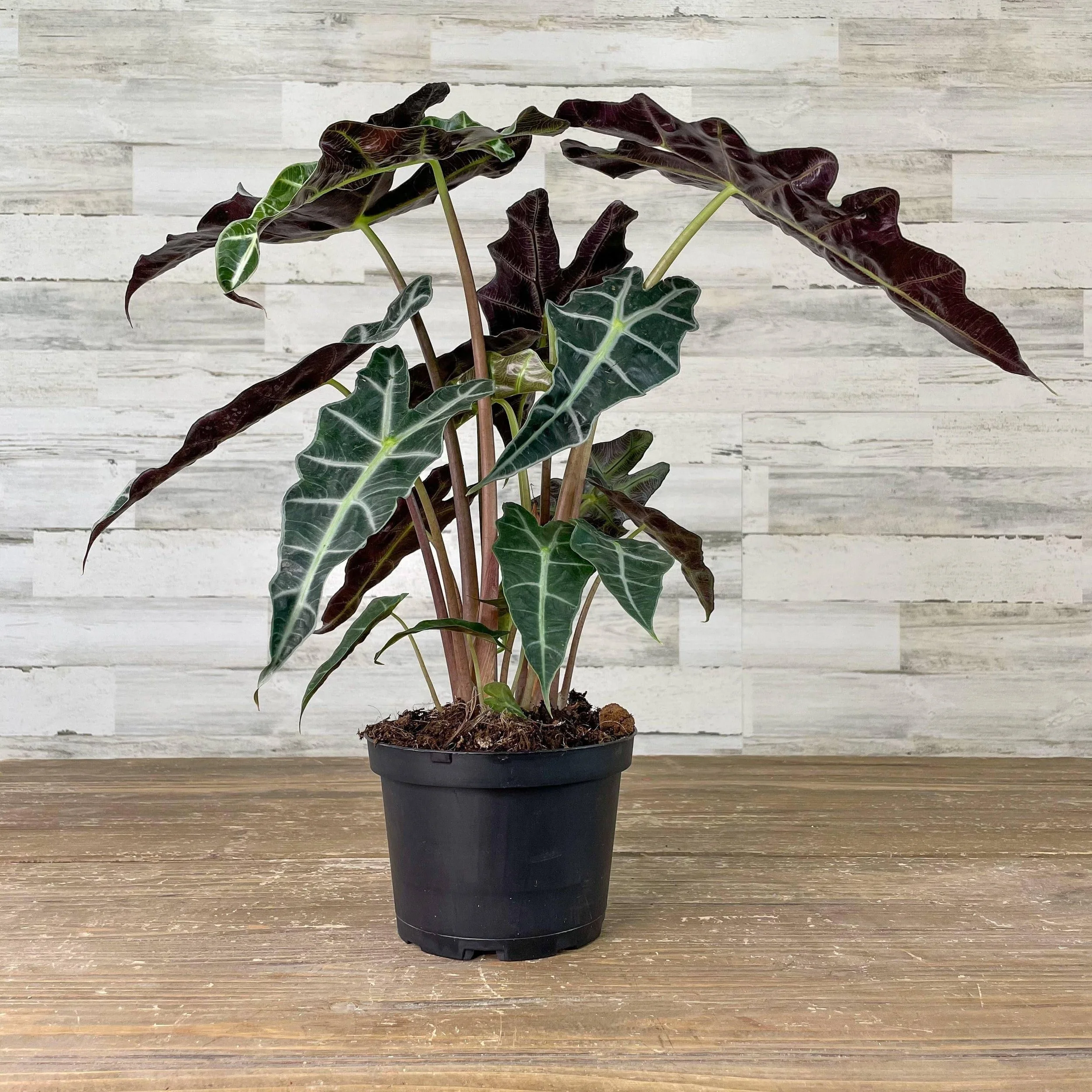Alocasia Amazonica
