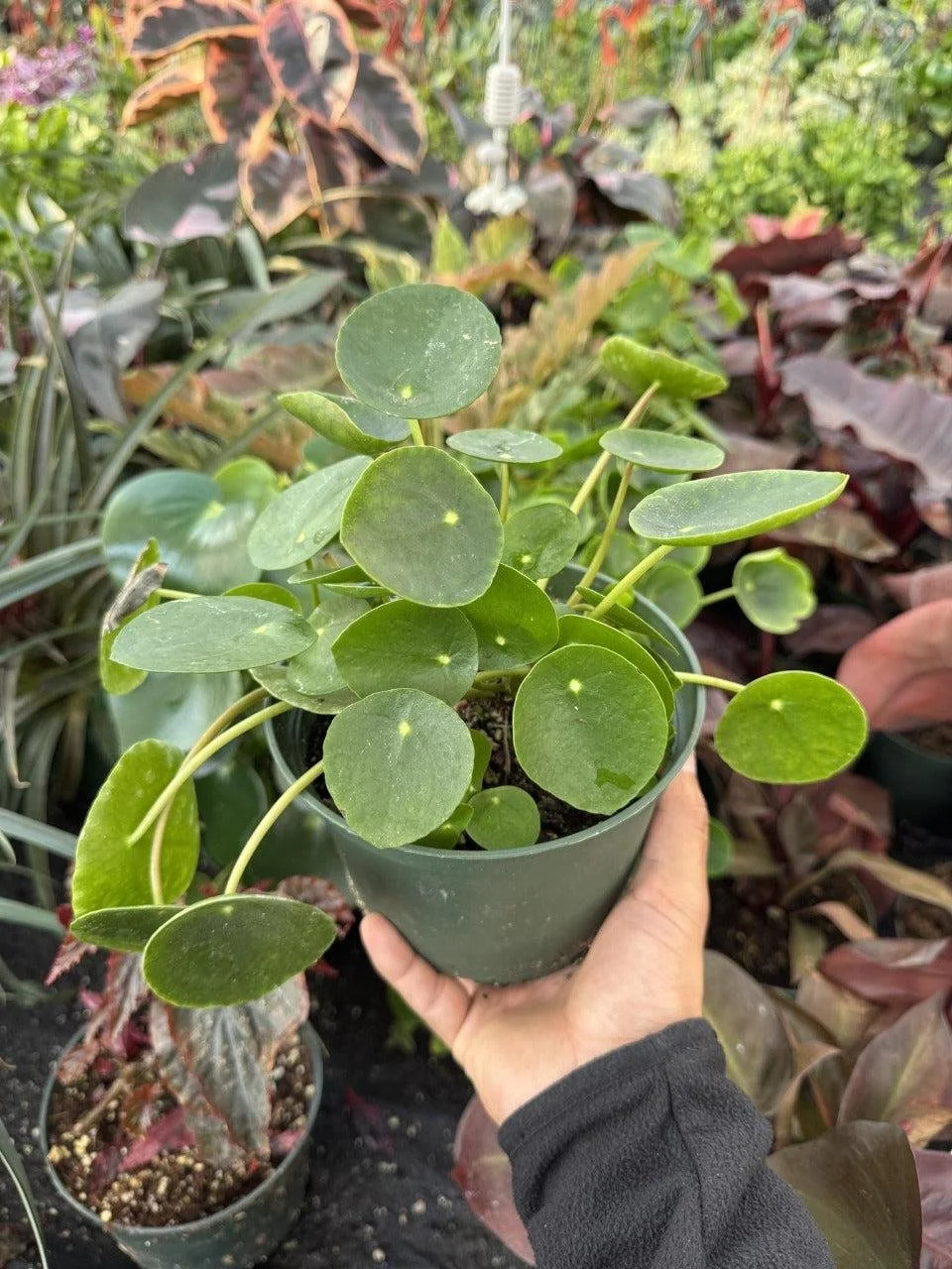 Chinese Money Plant