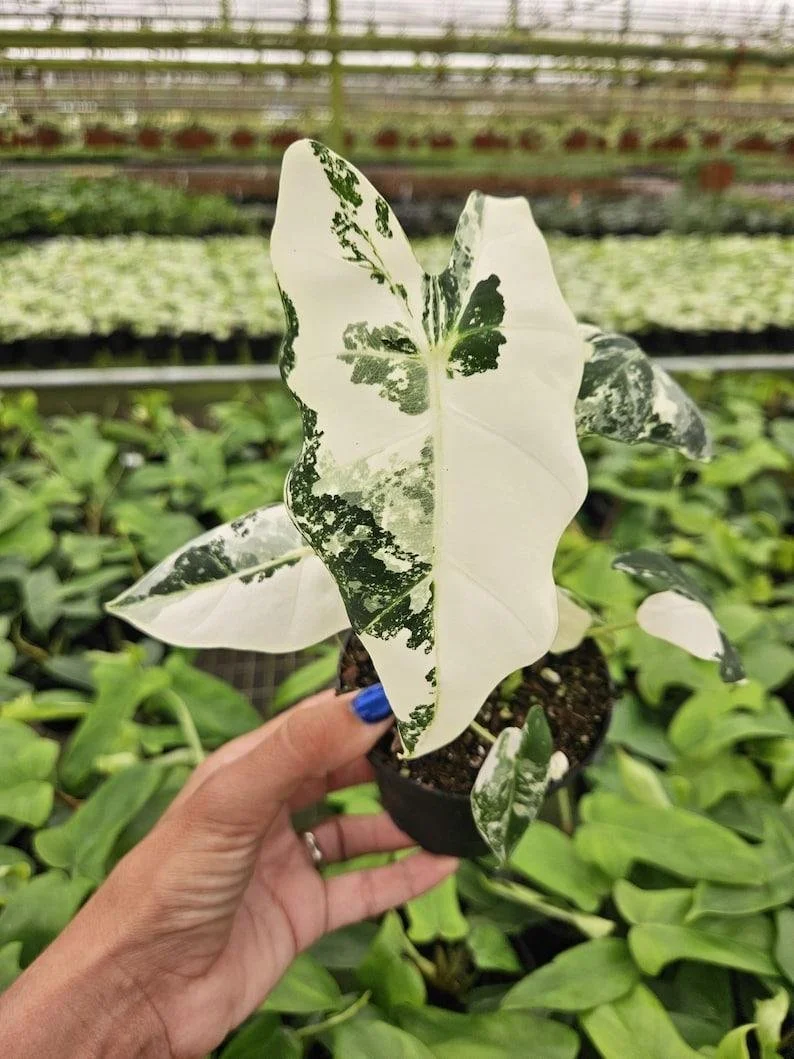 Variegated Alocasia Frydek