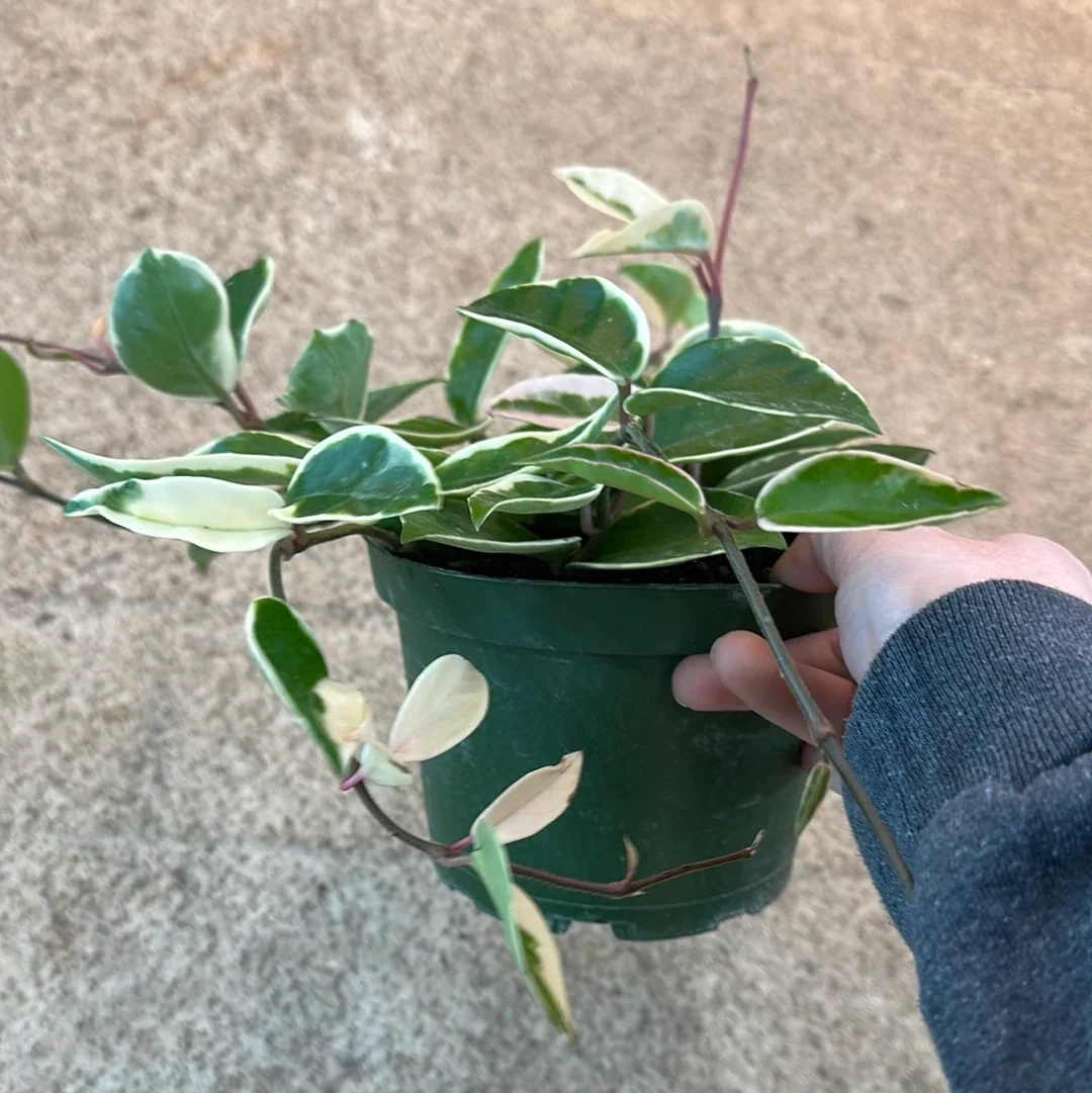 Hoya ‘Krimson Queen’