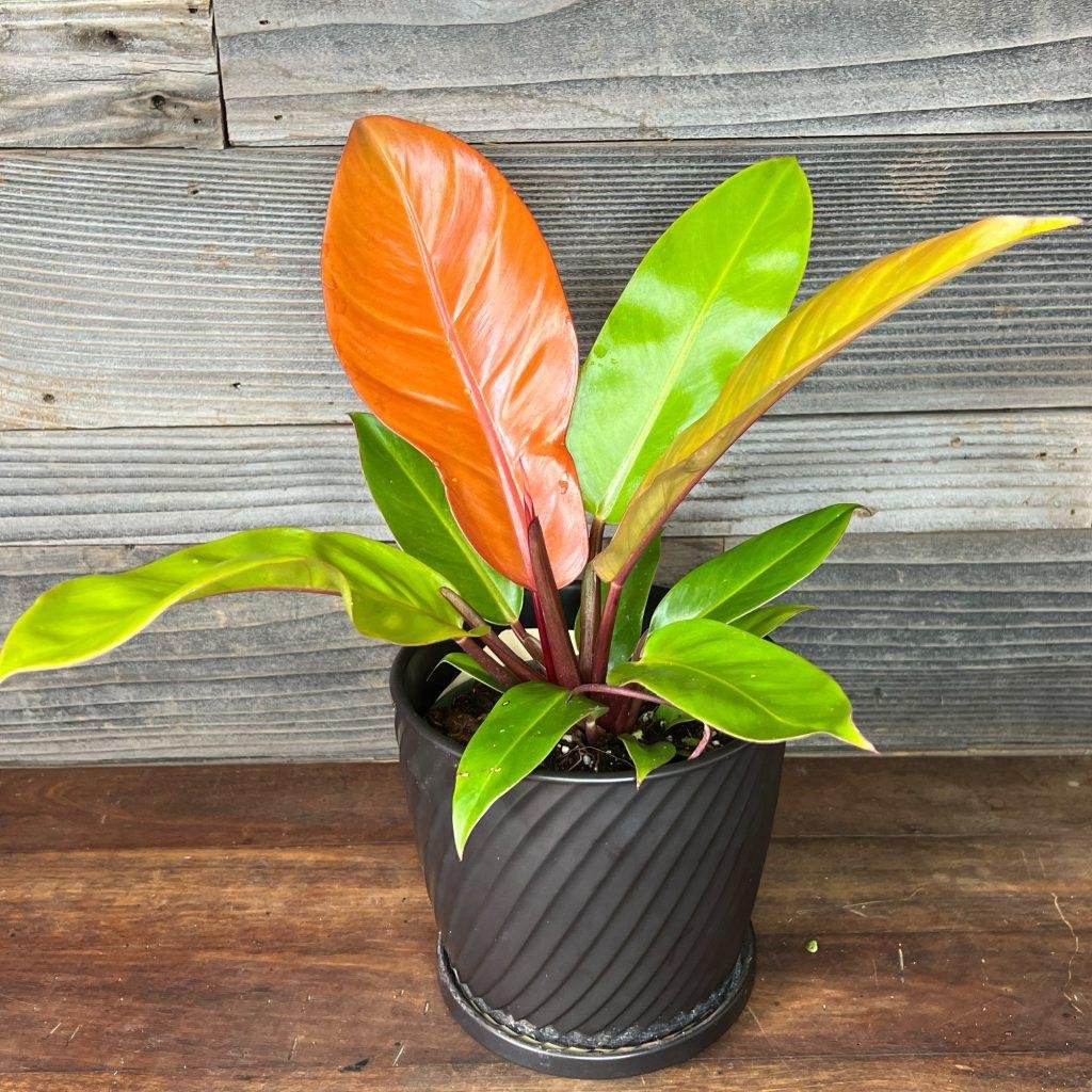 Philodendron ‘Prince of Orange’