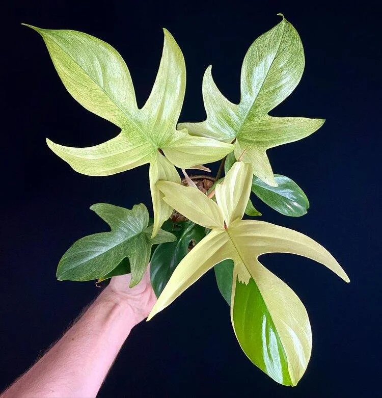 Philodendron ‘Florida Ghost’