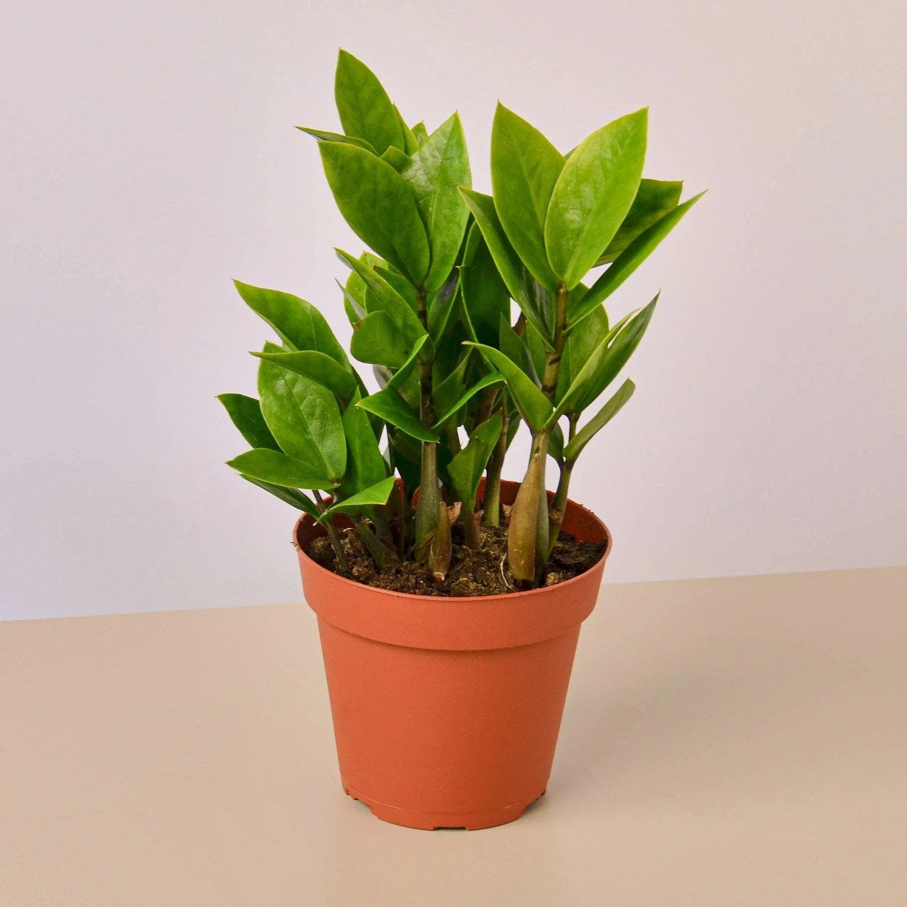 ZZ Plant