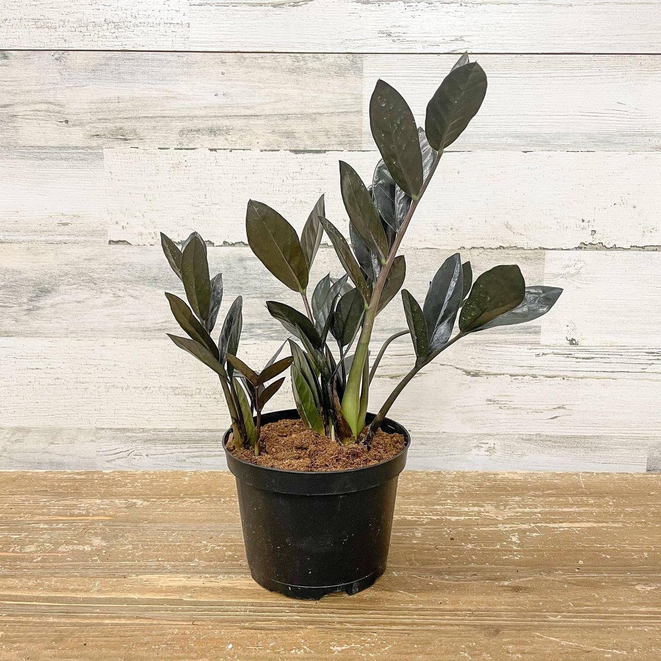 Raven ZZ Plant