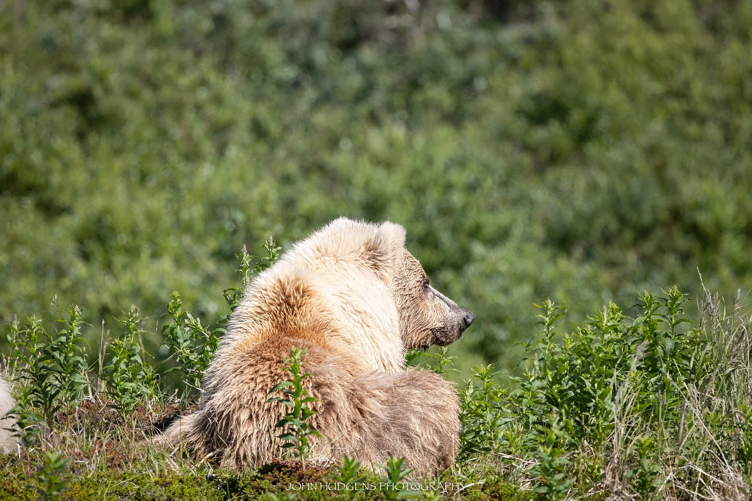 Mama Bear 072626.jpg