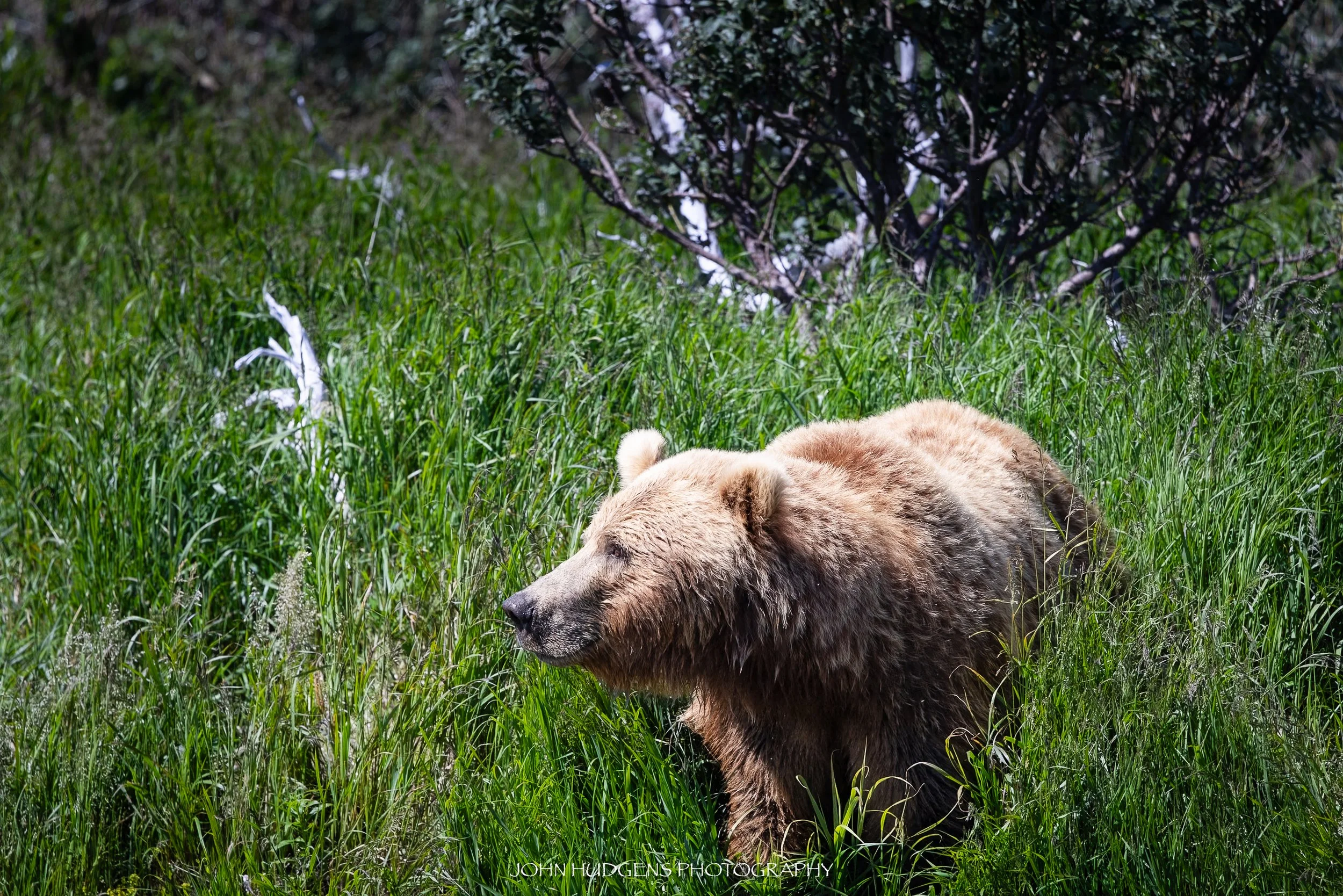 Mama Bear 072926.jpg