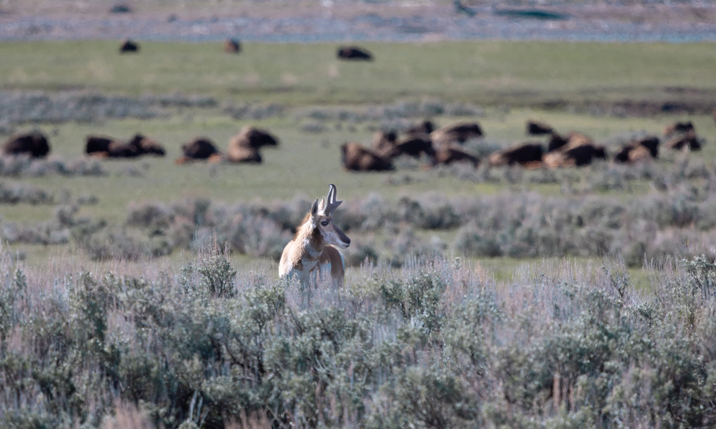 051926 YS Pronghorn1.jpg