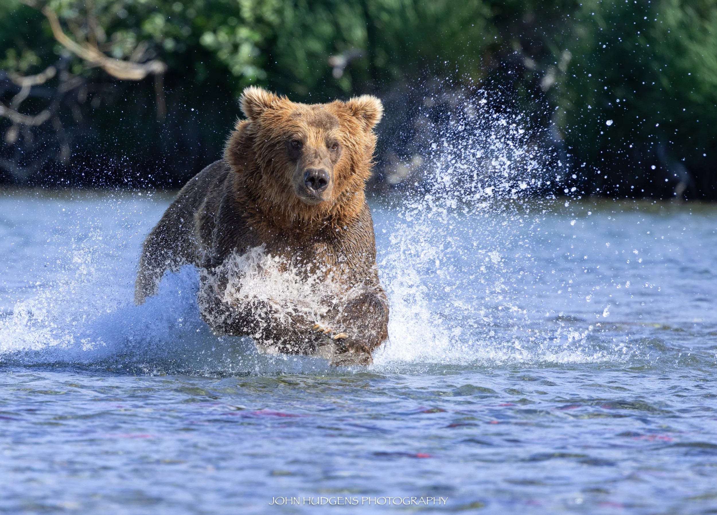 Bears of Katmai
