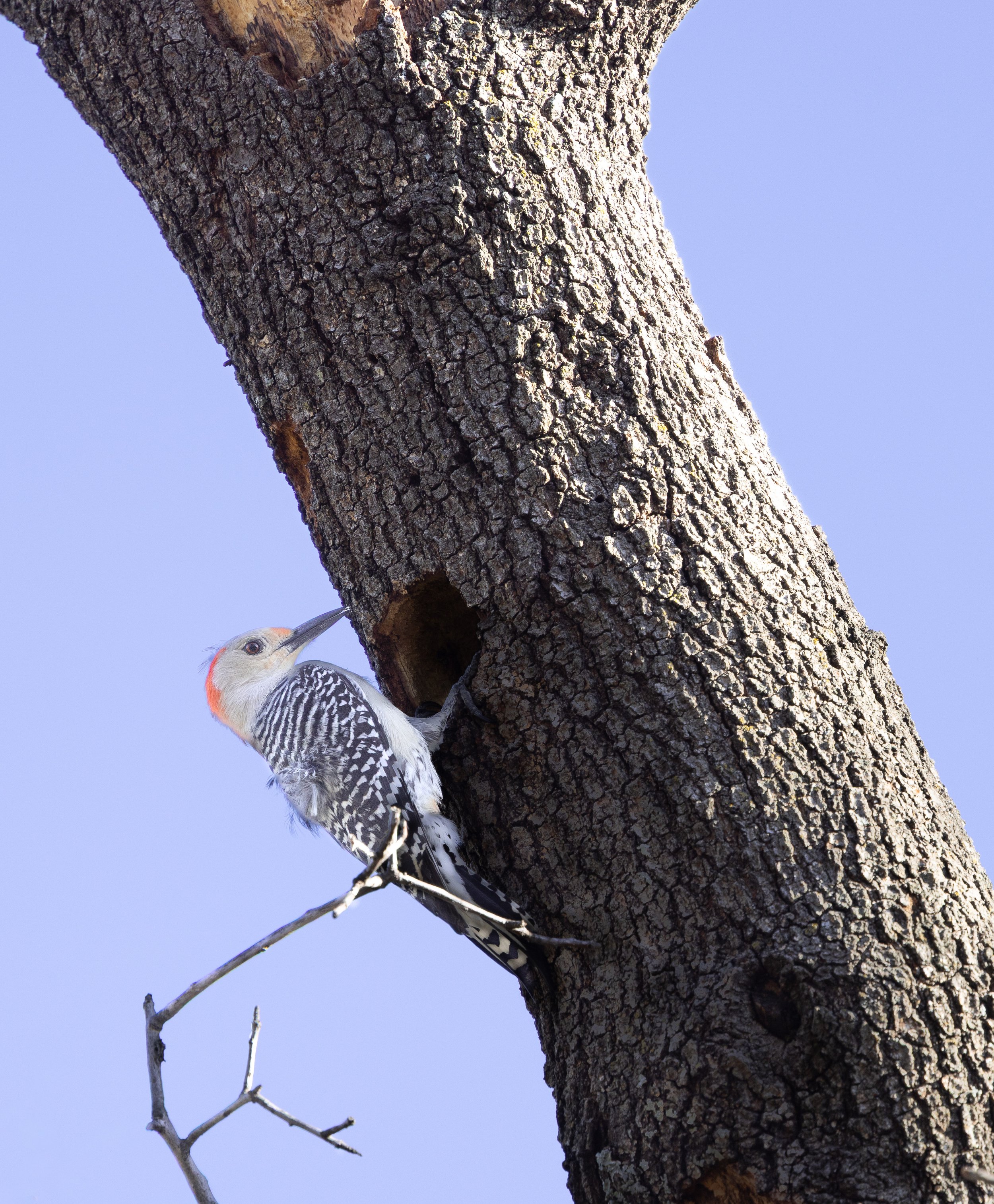 032026Woodpecker.jpg
