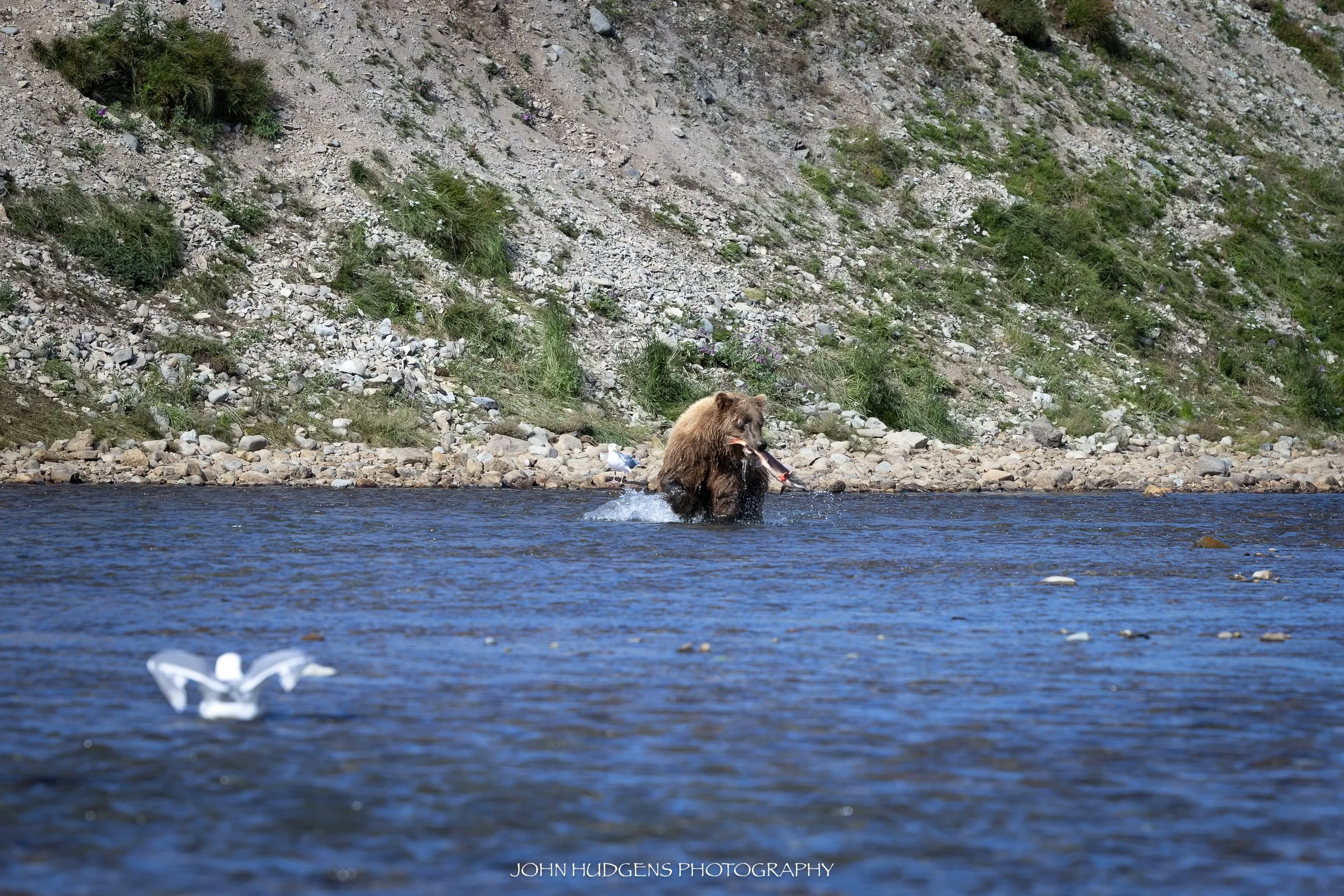 Bear With Fish 073026.jpg