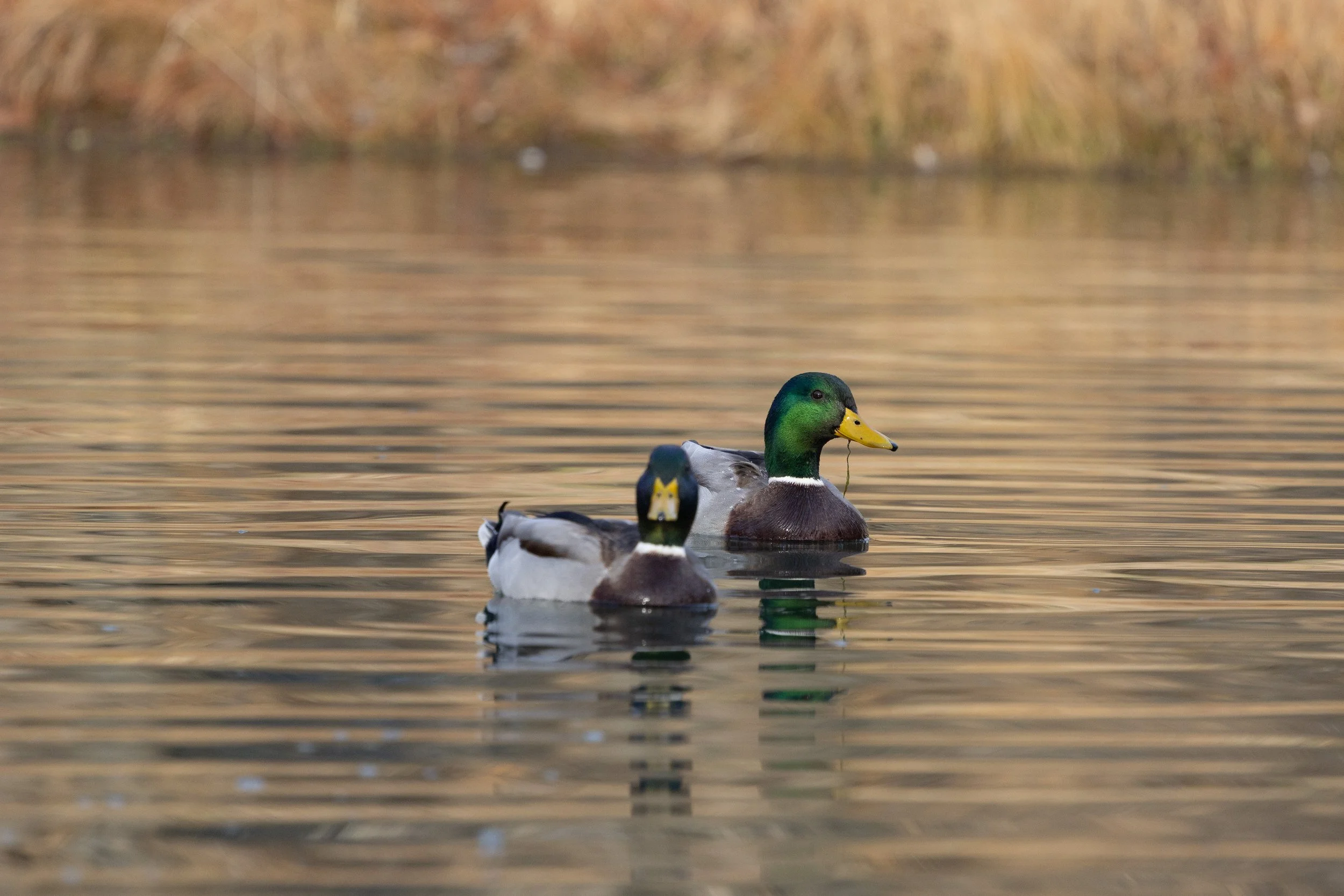 020926 Feeding Green.jpg