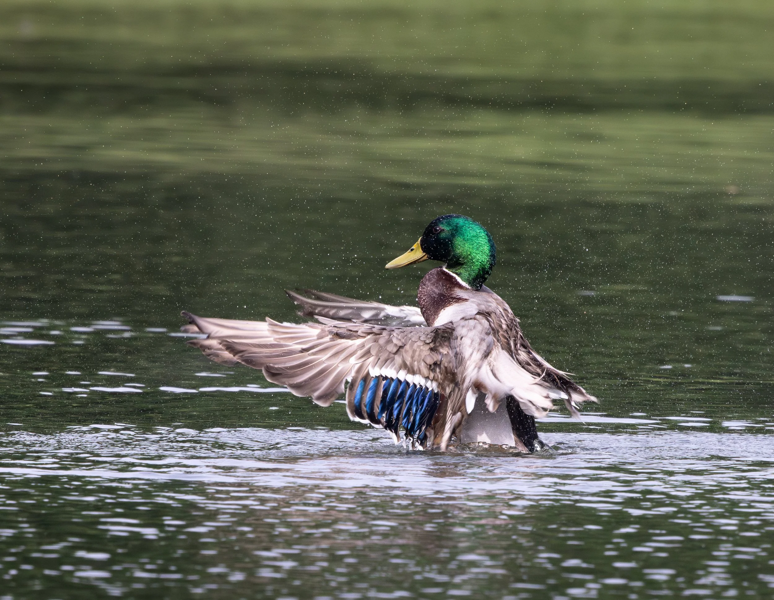 042526 Green Flapper.jpg