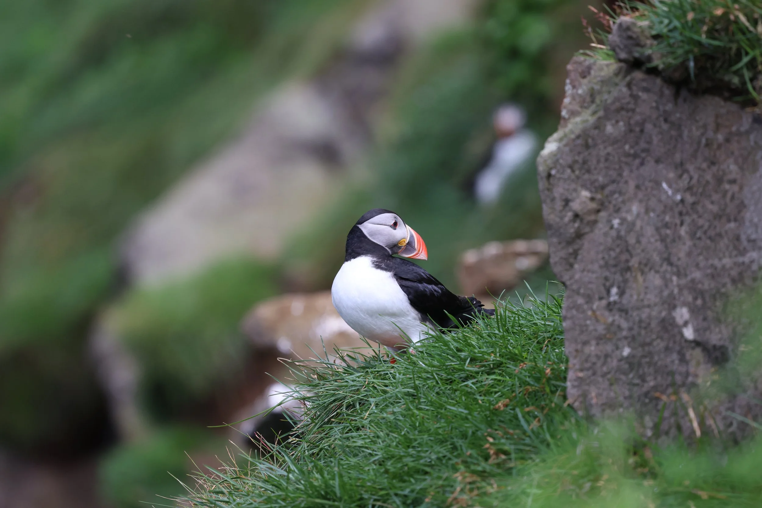 Seabirds of Iceland