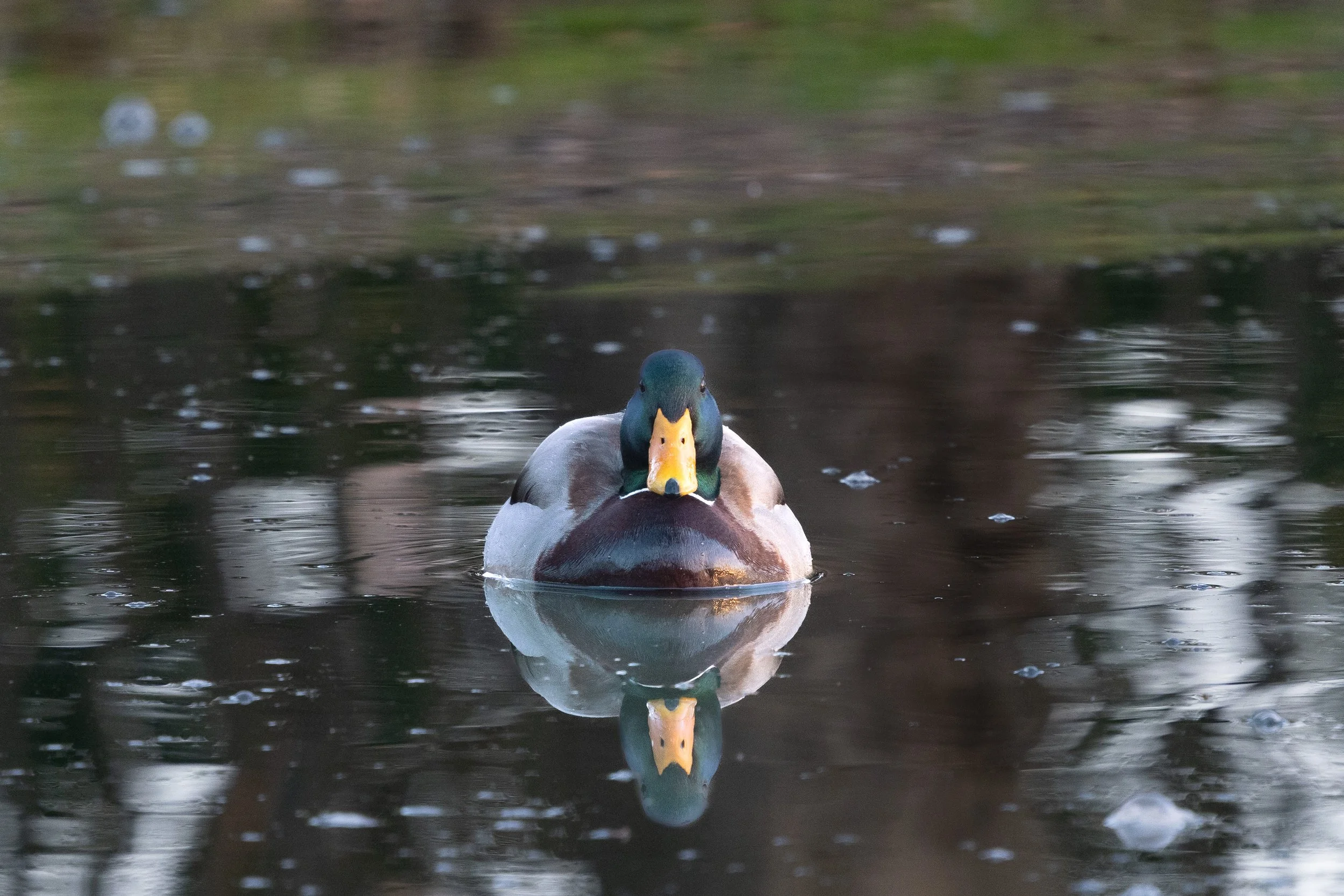 010526 Frontal Drake.jpg