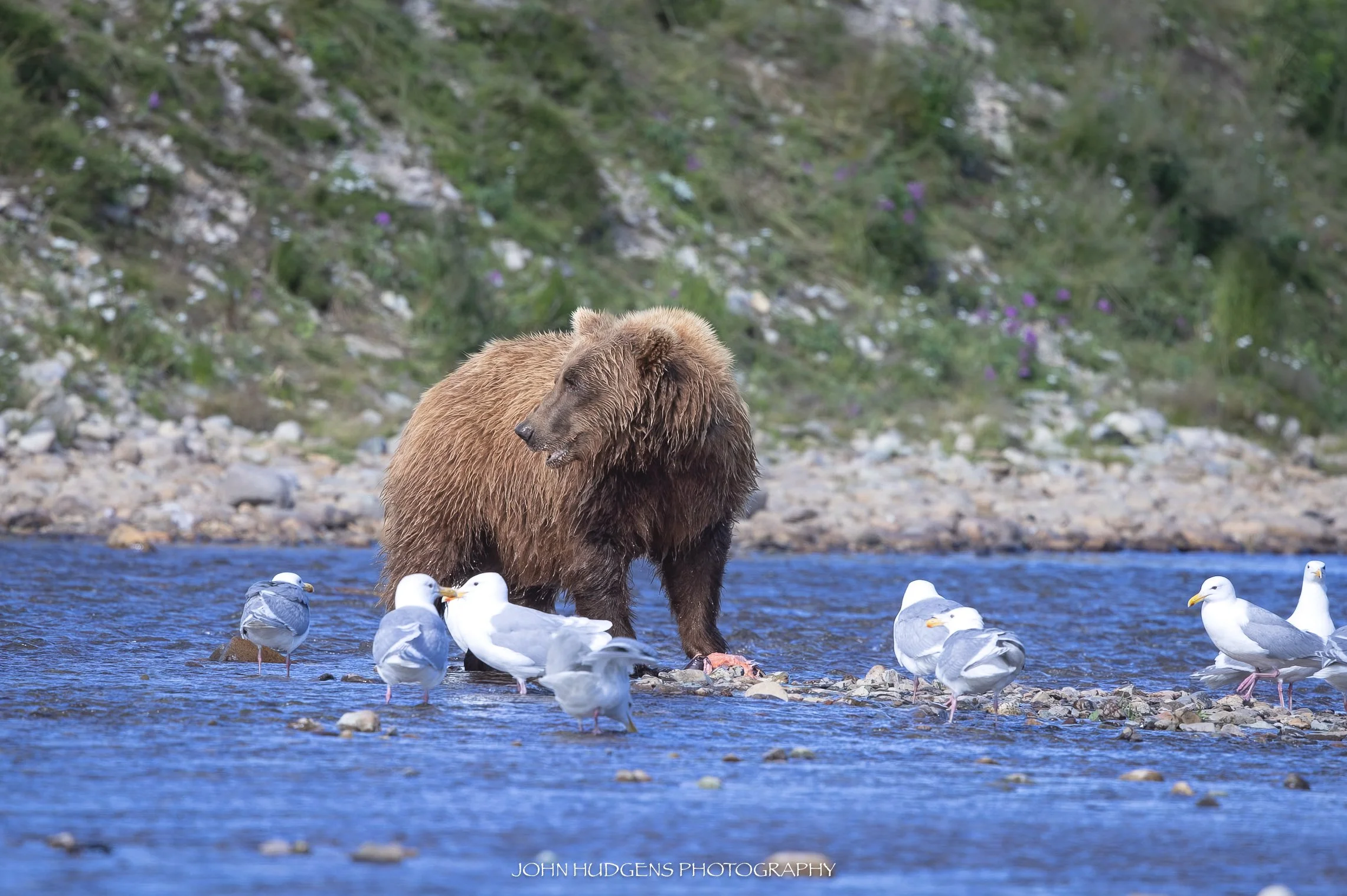 Bear and Birds 073026.jpg