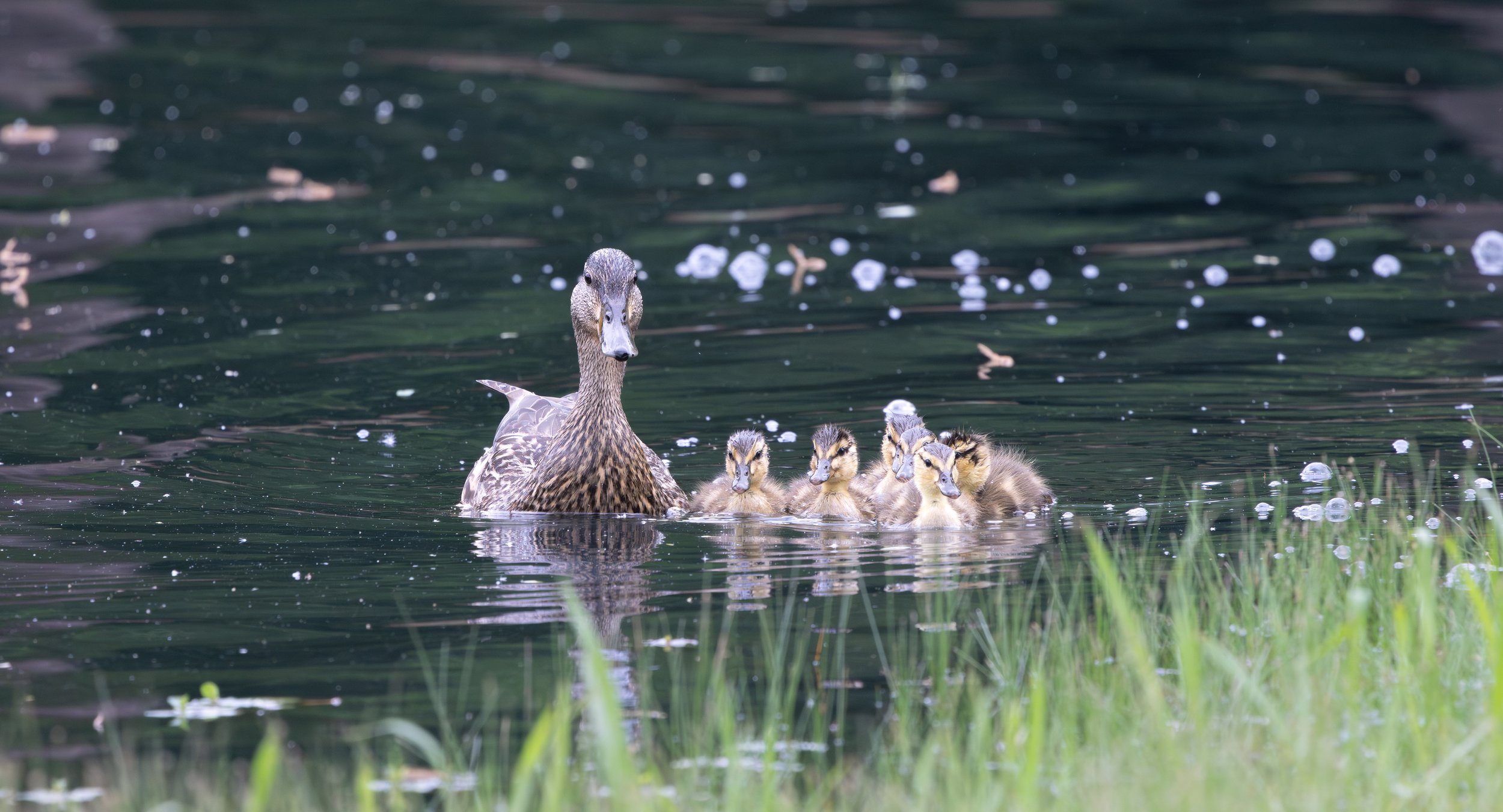 041526 Baby Ducks 2.jpg