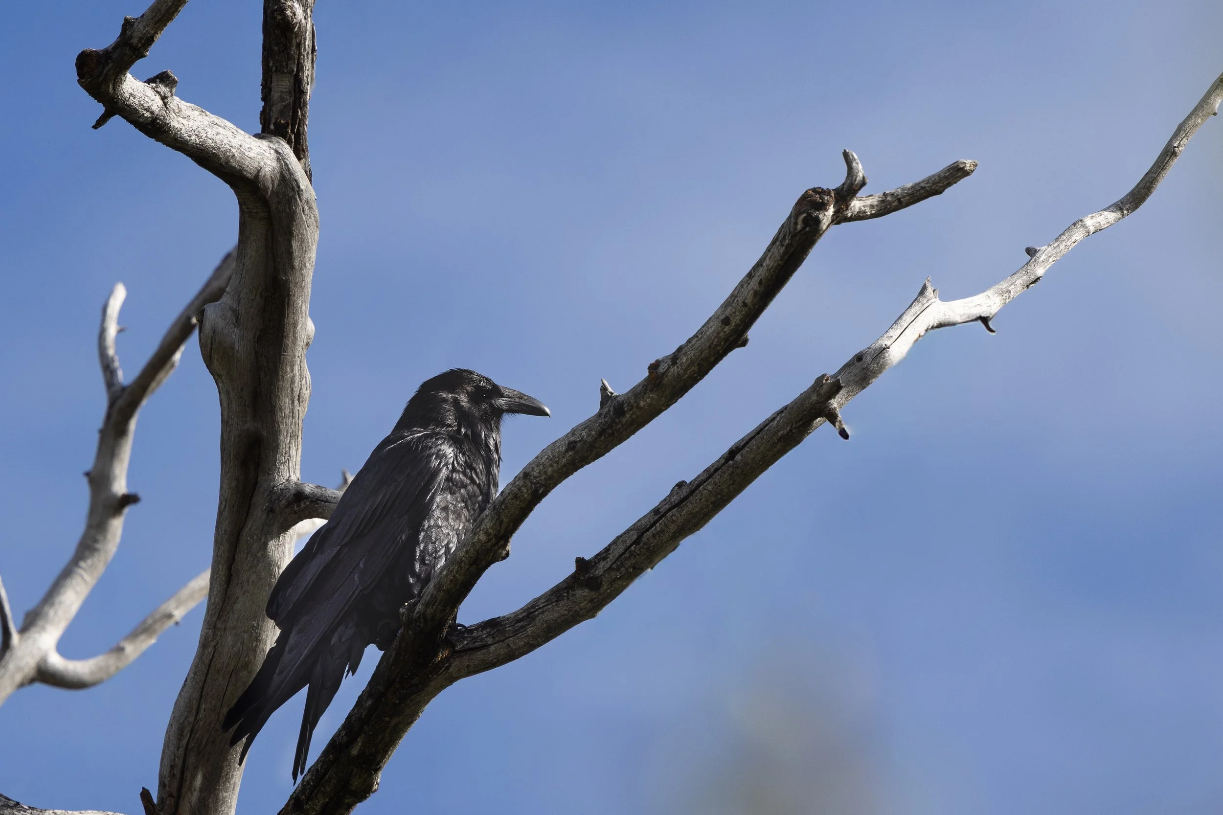 052426 Raven.jpg