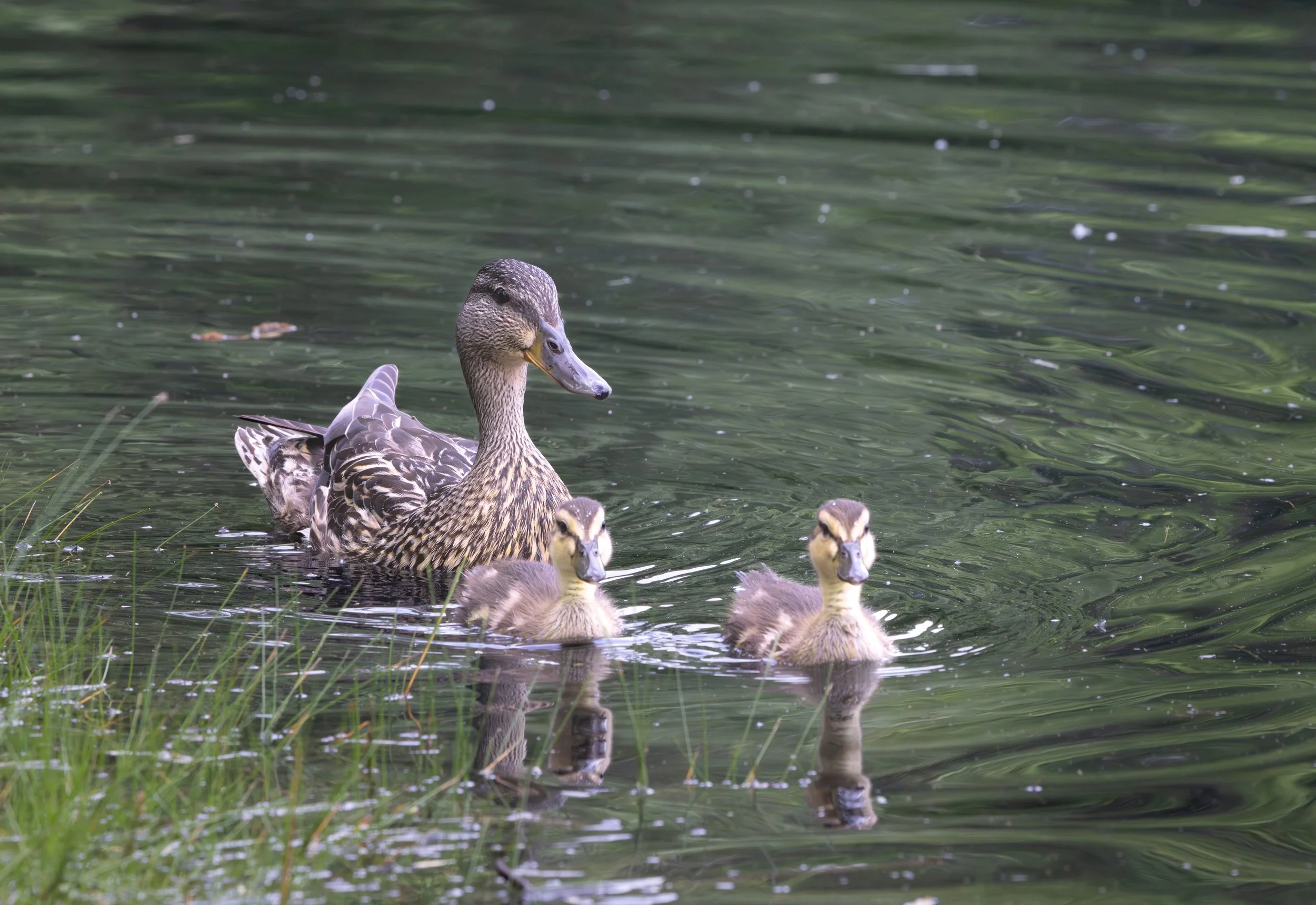 042426 Two Ducklings & Hen.jpg