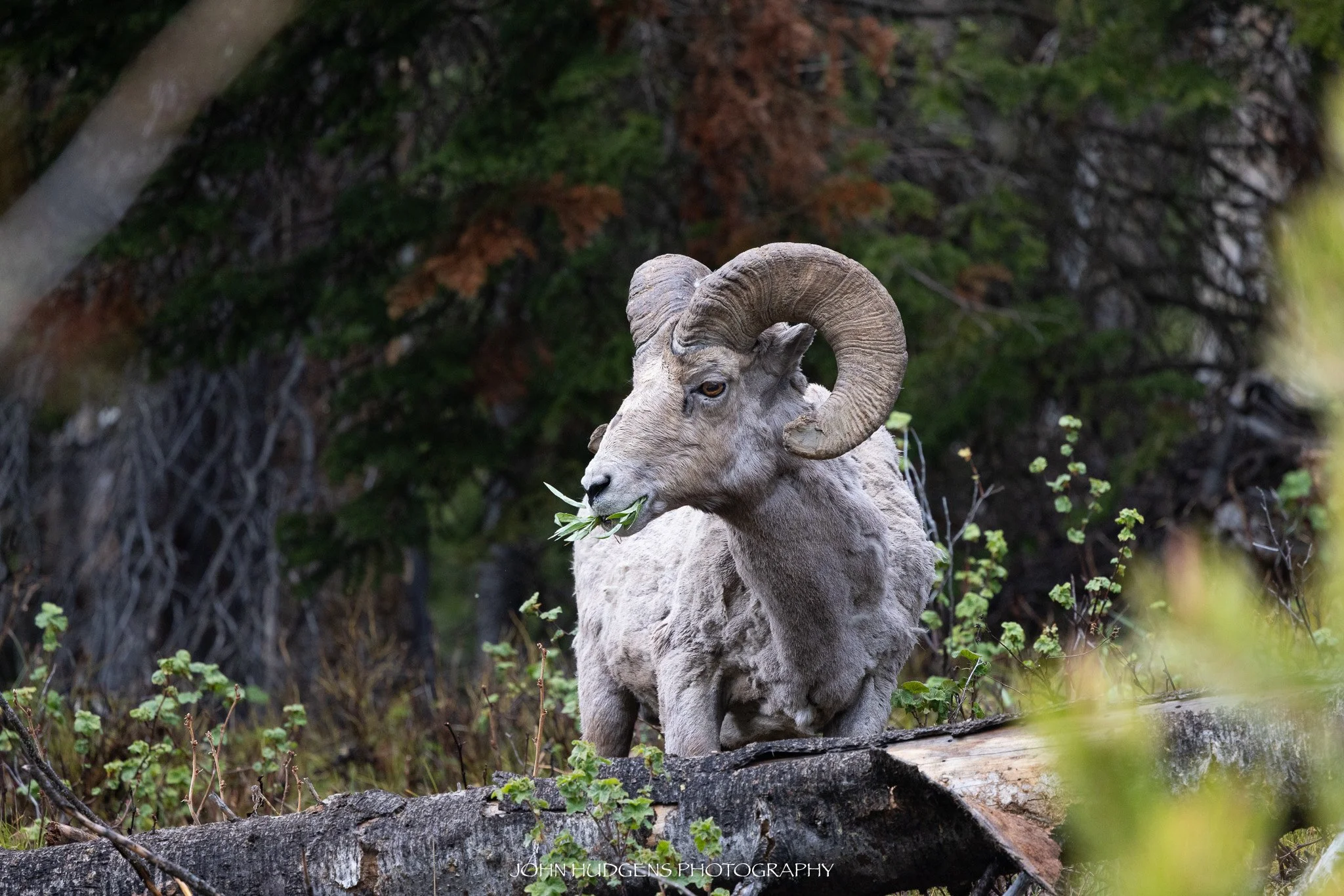 Yellowstone