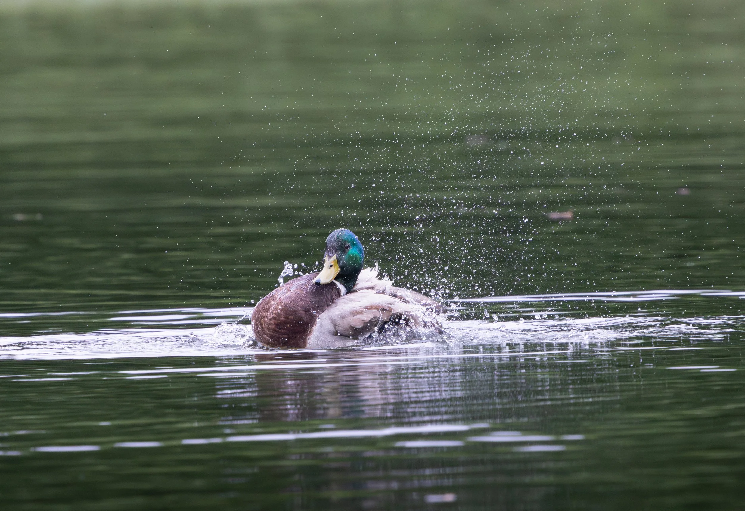 041526 Splash Drake 4.jpg