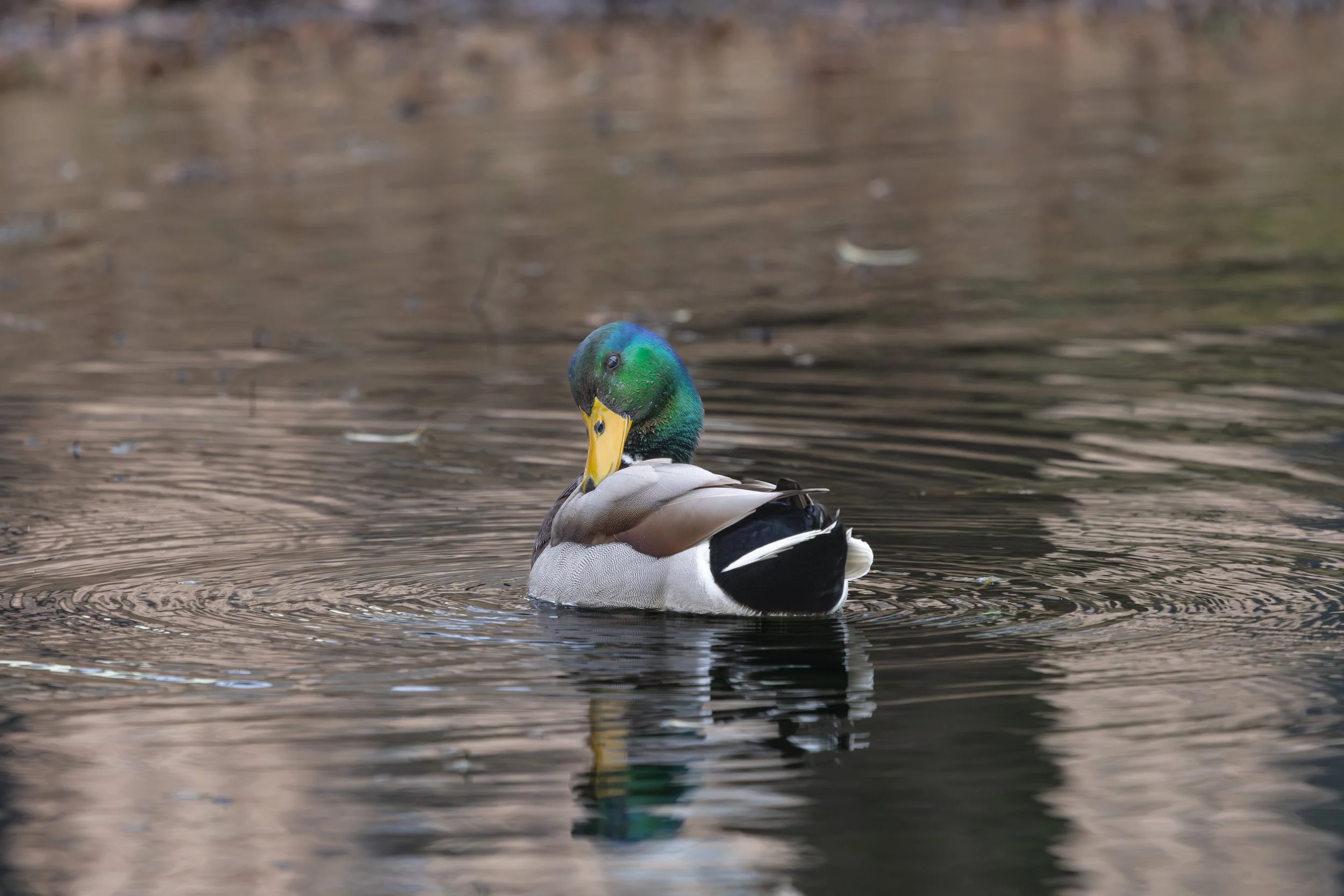 020826 Greenhead 2.jpg