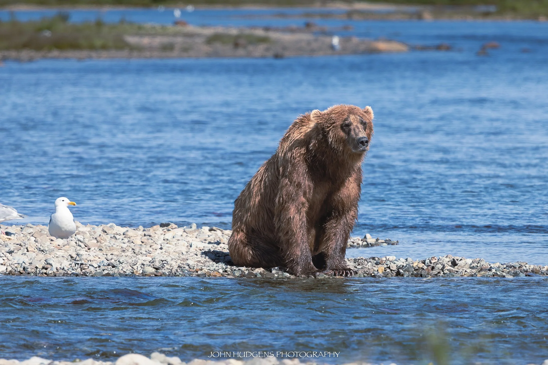 Bear & Bird 072926.jpg