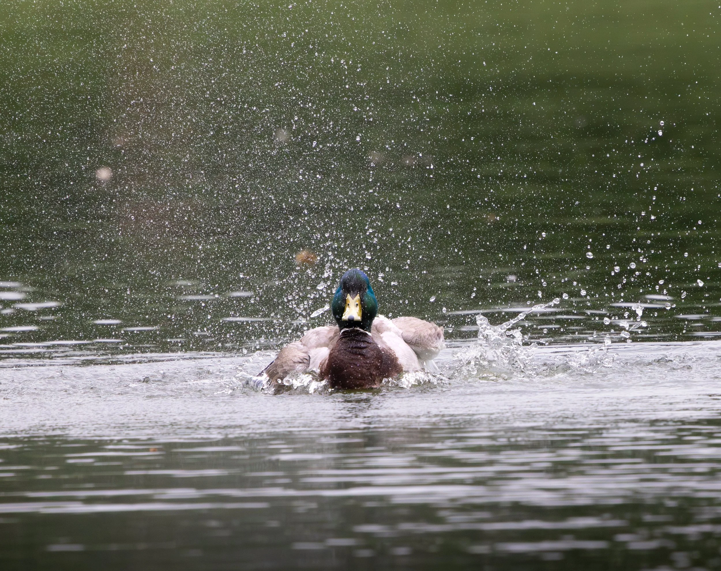 041526 Splash Drake 2.jpg