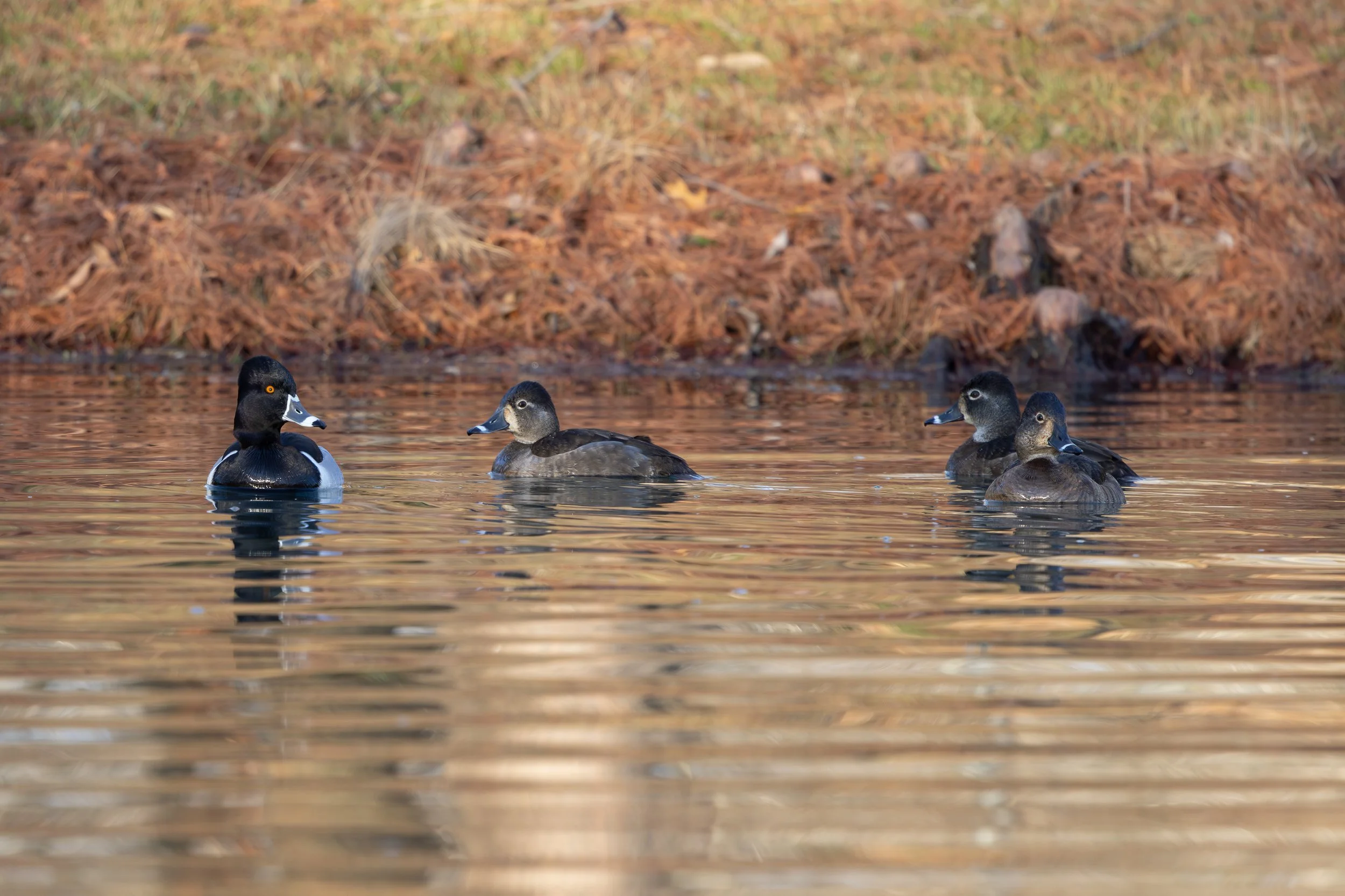 020726 4 Ringneck2.jpg