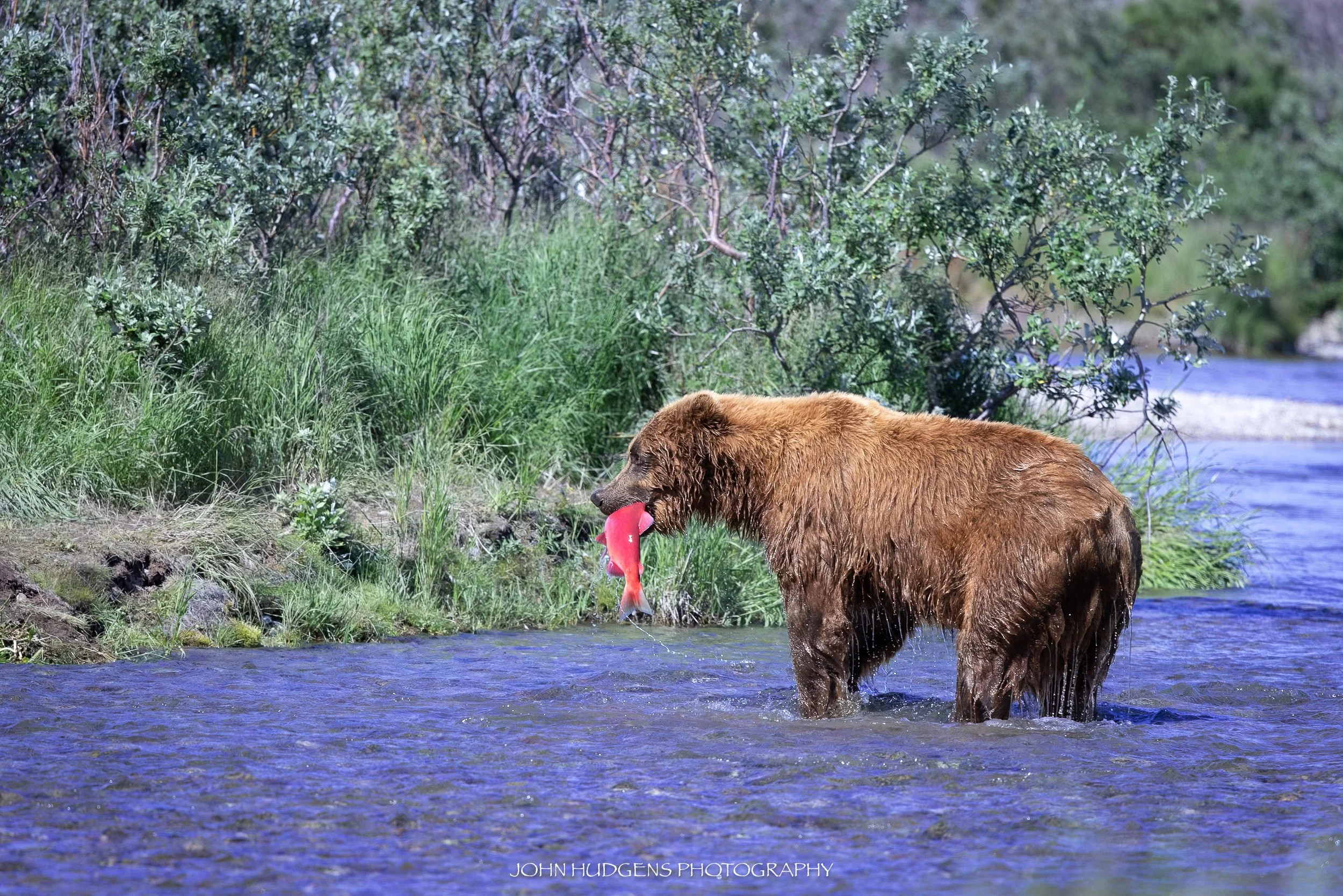 Salmon Pro 073026.jpg