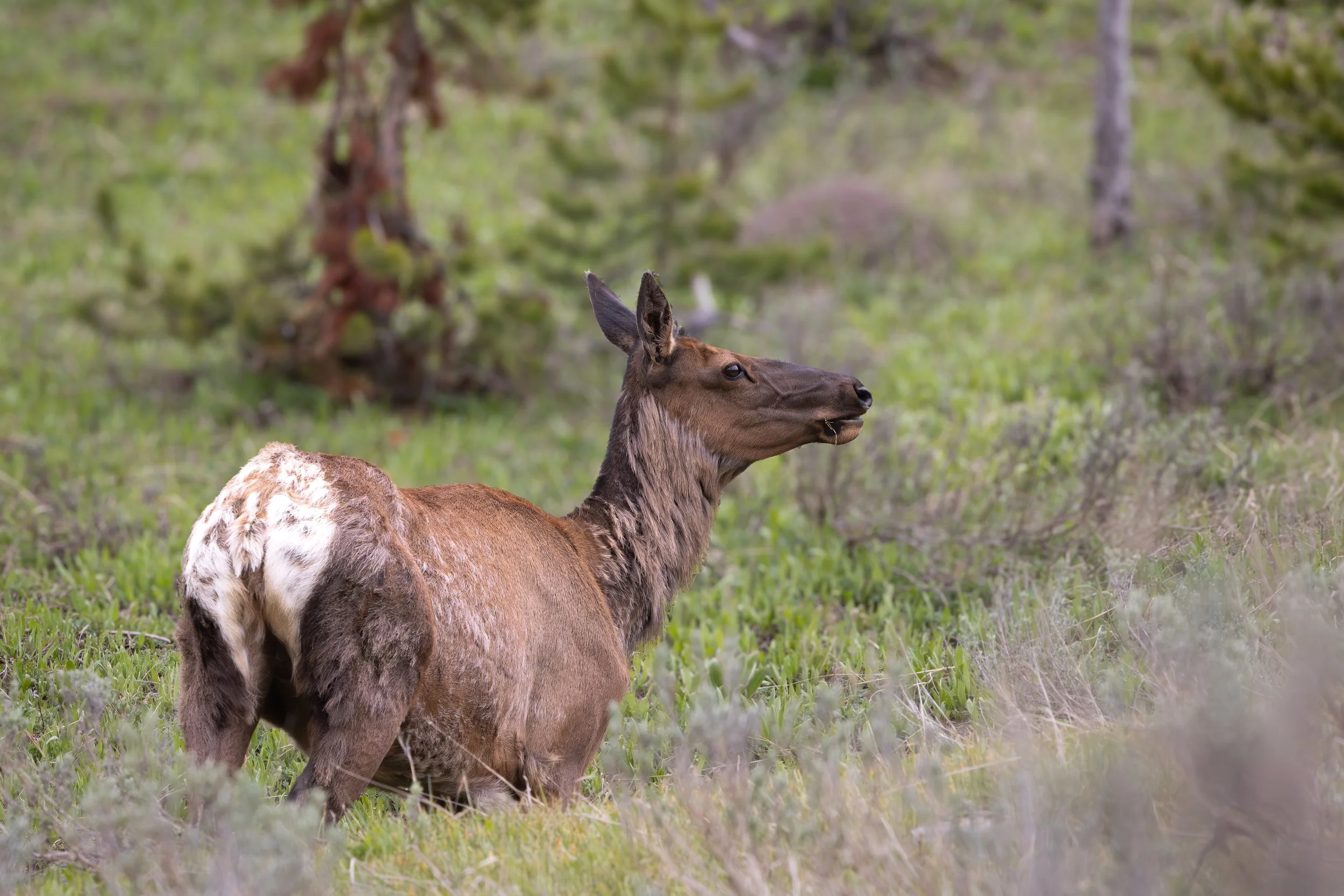 052626 Elk.jpg