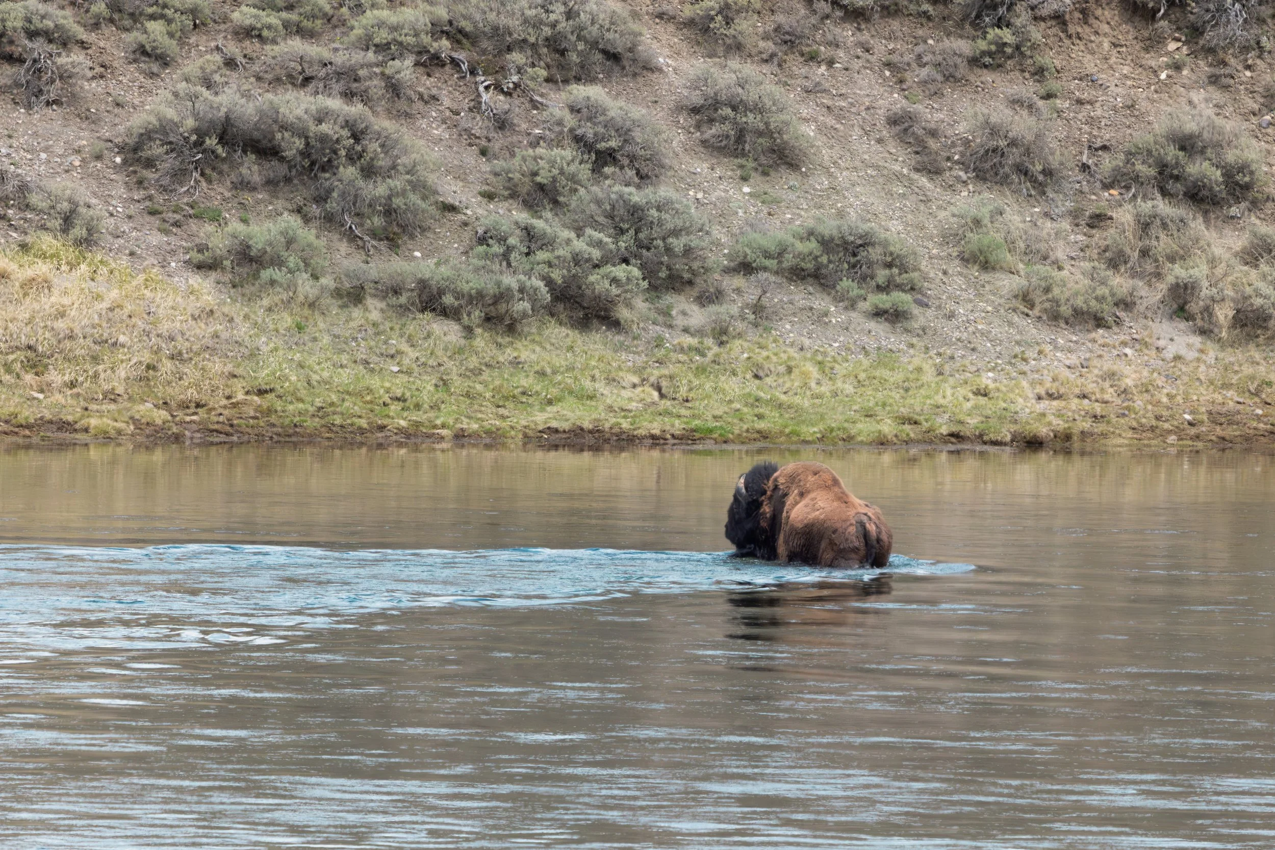 052026 Water Buffalo.jpg