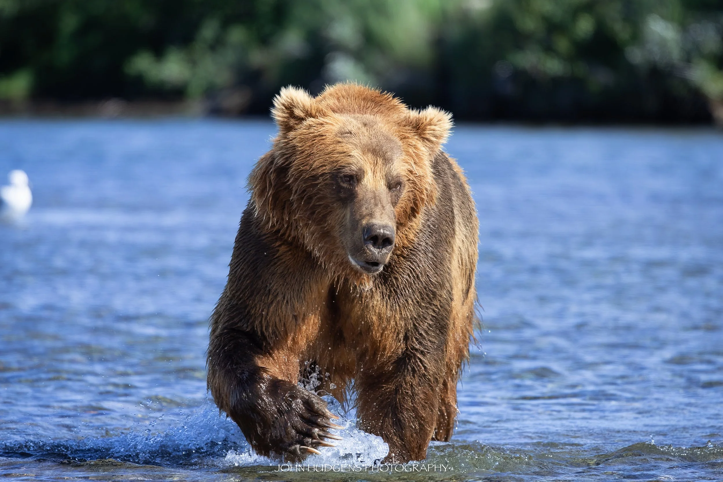 Striding 072626.jpg