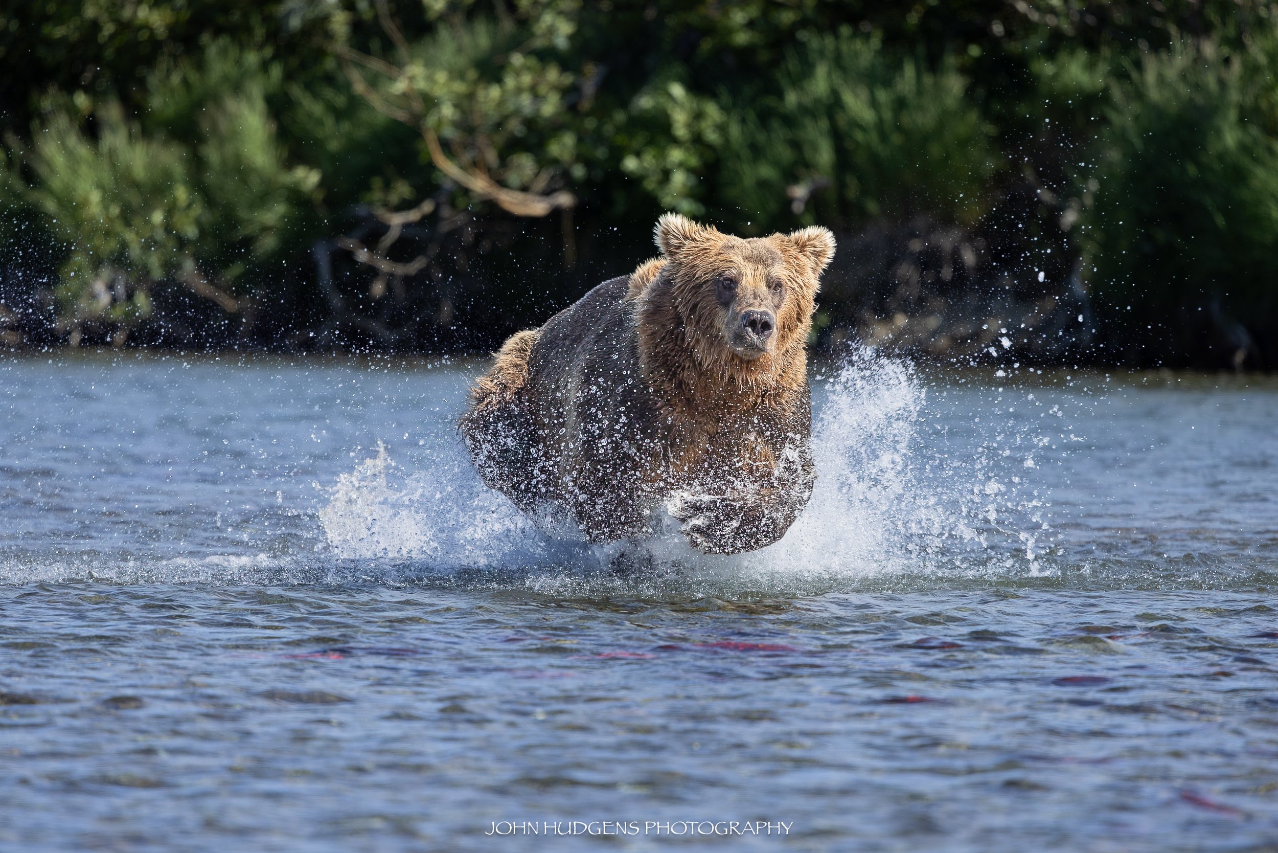 Water Bear1 072626.jpg