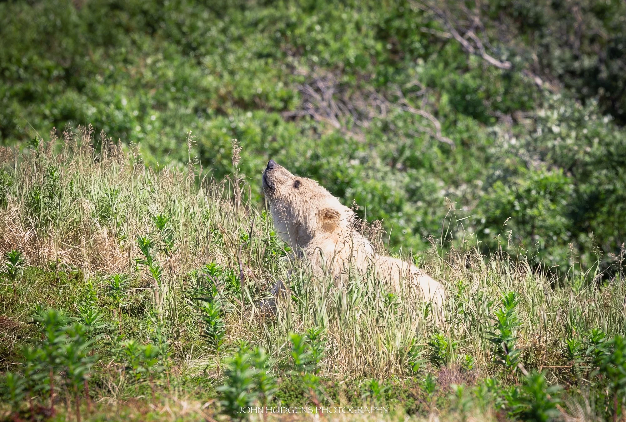 Sunshine Cub 072626.jpg