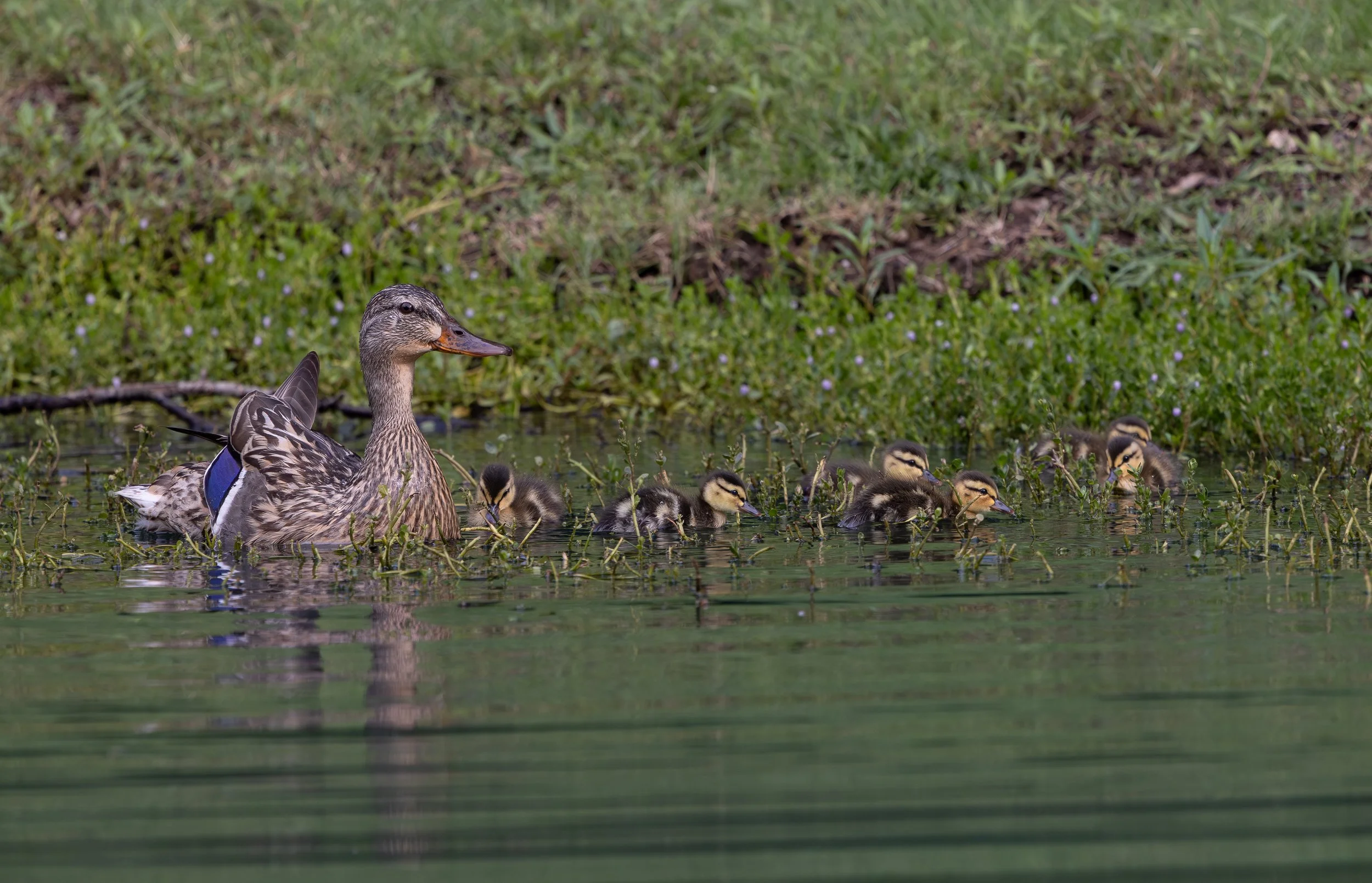 060526 Baby Ducks2.jpg