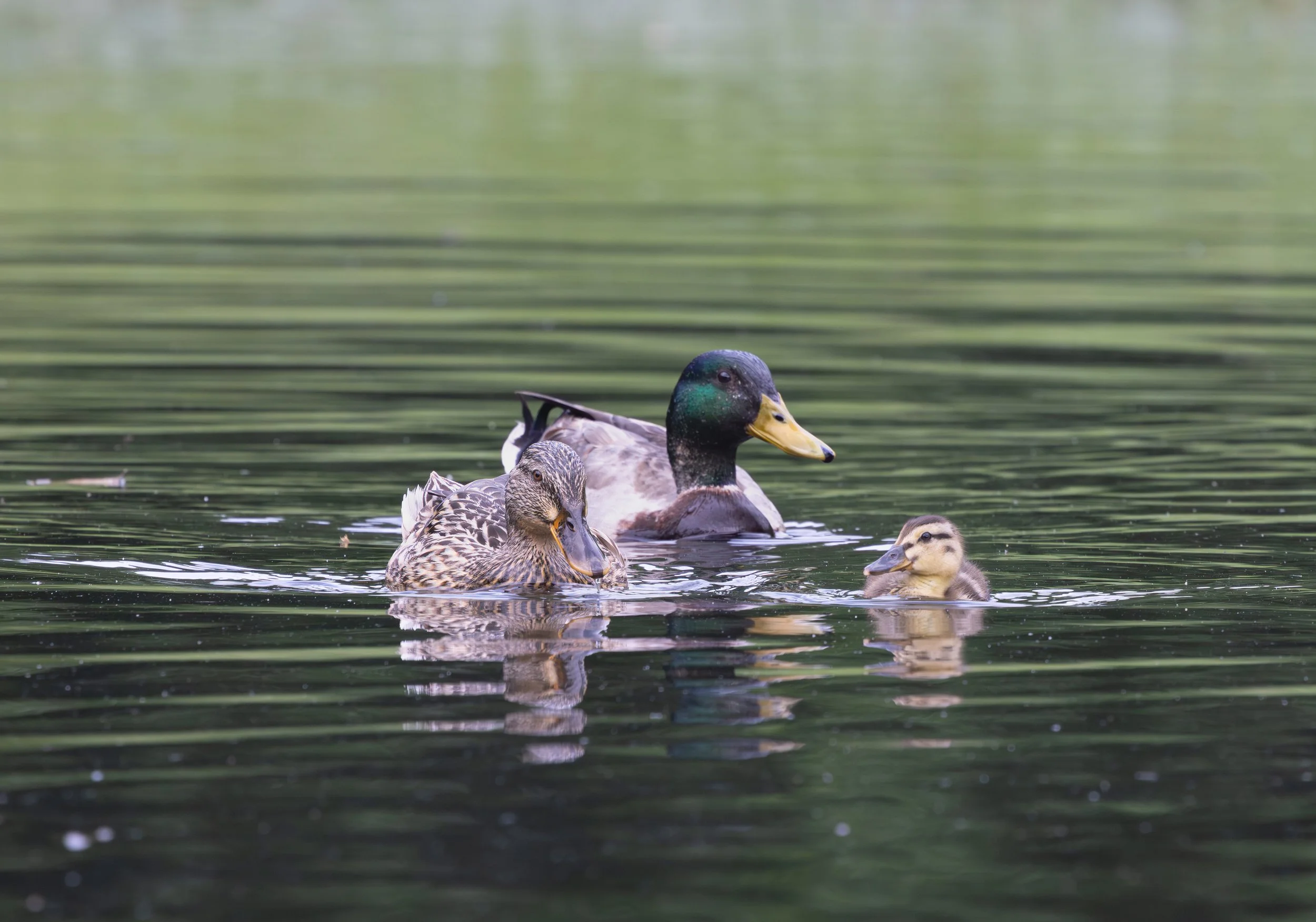 042526 Mallard Trio.jpg